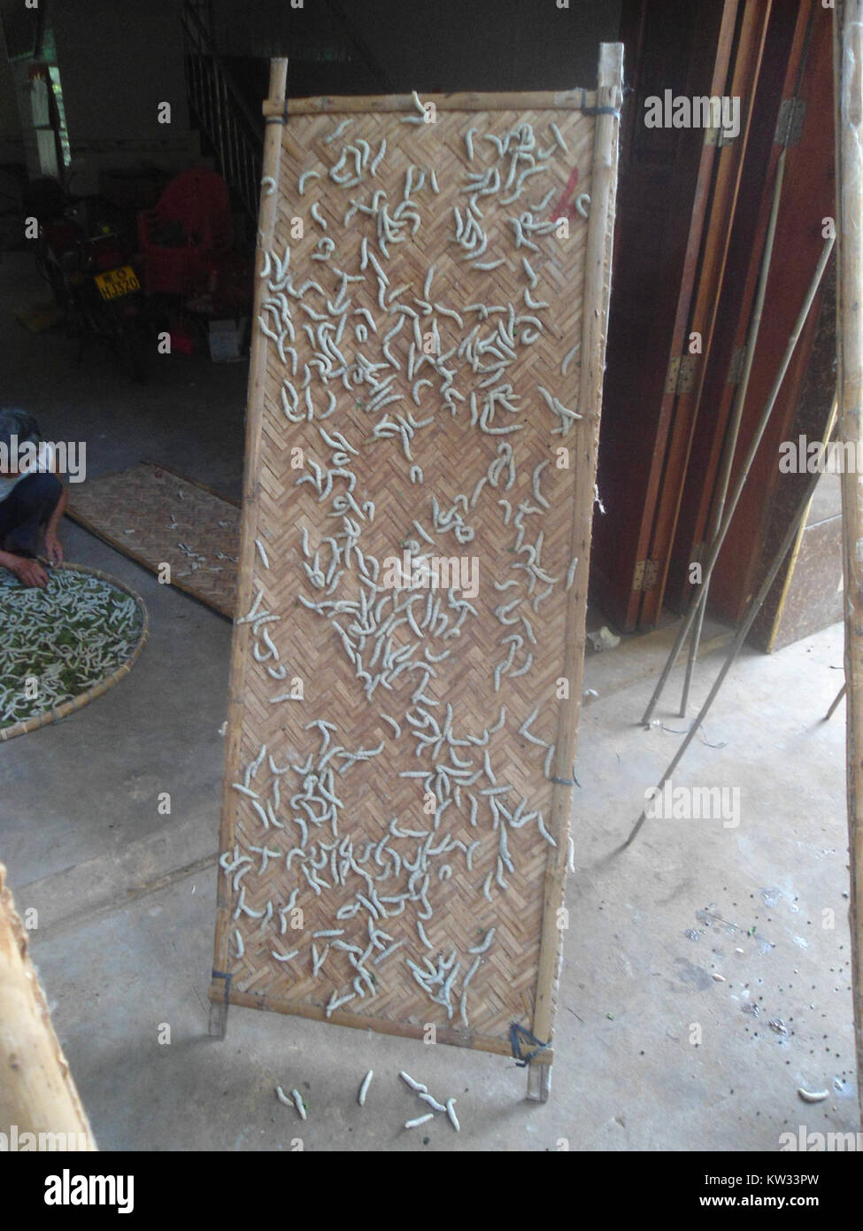 Bombyx mori, the silkworm, is cultivated for its role in silk ...