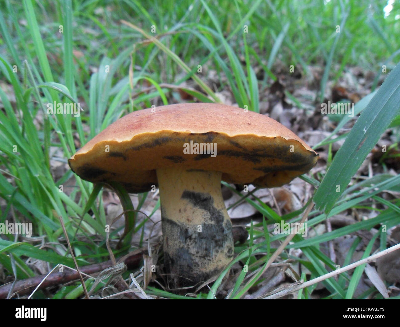 Boletus queletii 01 Stock Photo Alamy