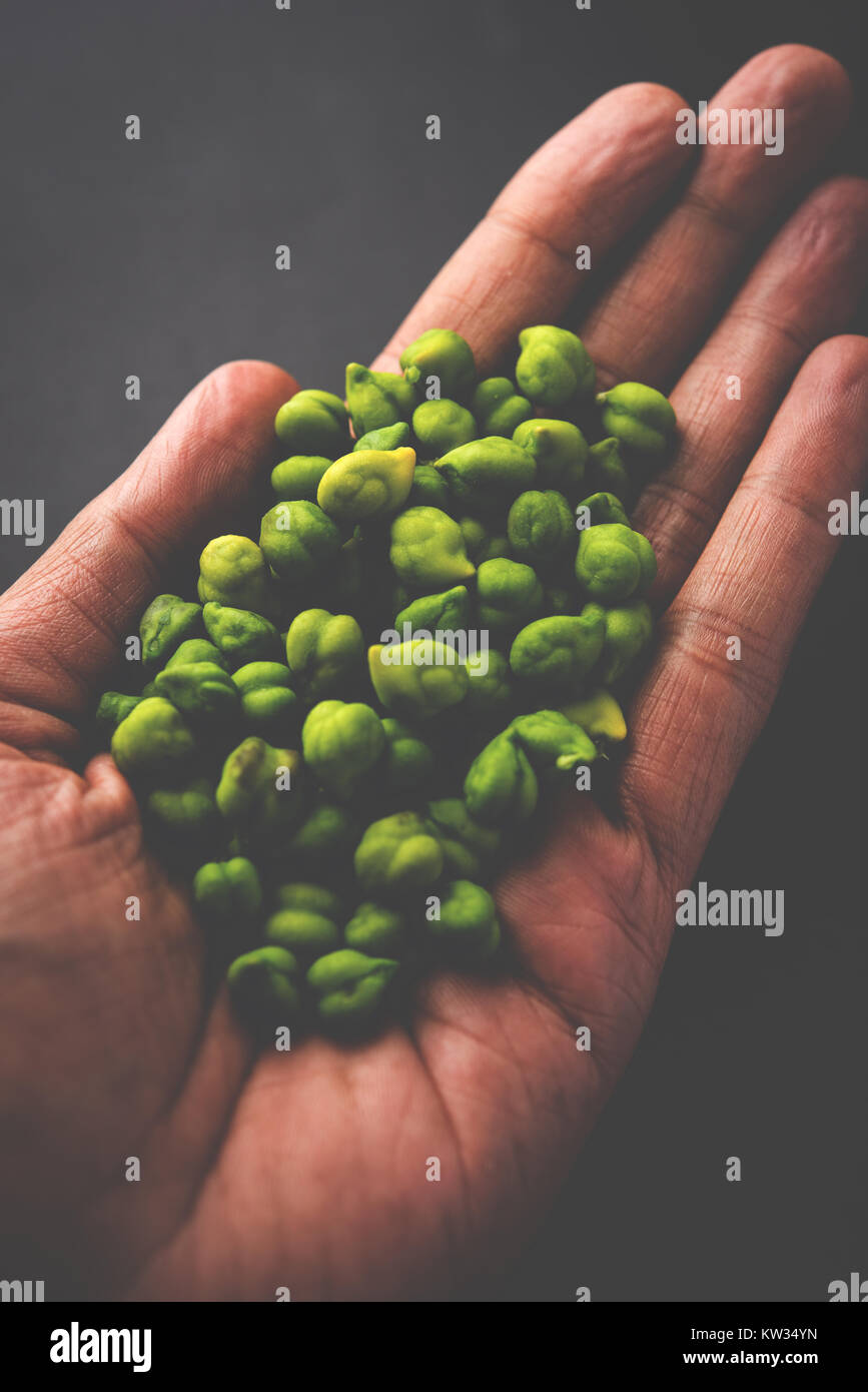 Fresh Green Chickpeas or Chick peas also known as harbara or harbhara