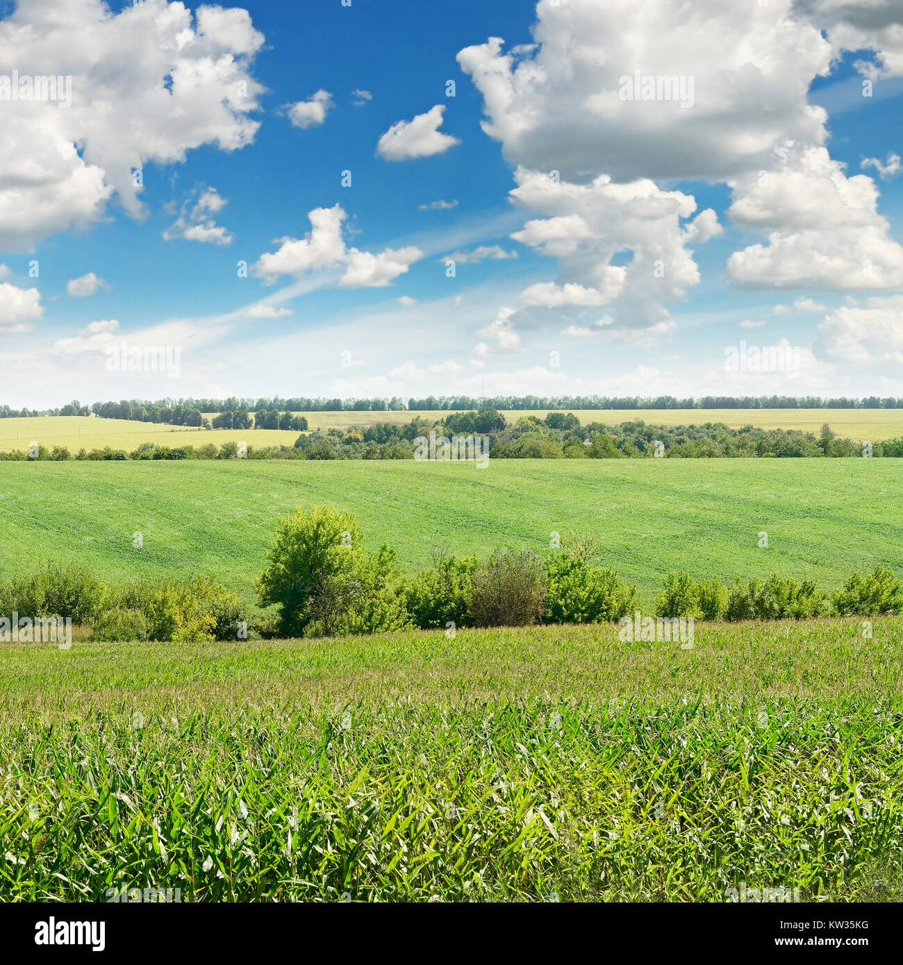 corn field and blue sky Stock Photo - Alamy