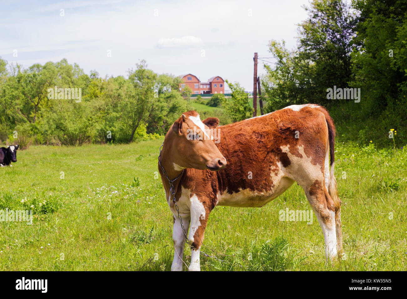 Brown calf stands on green meadow near village Stock Photo - Alamy