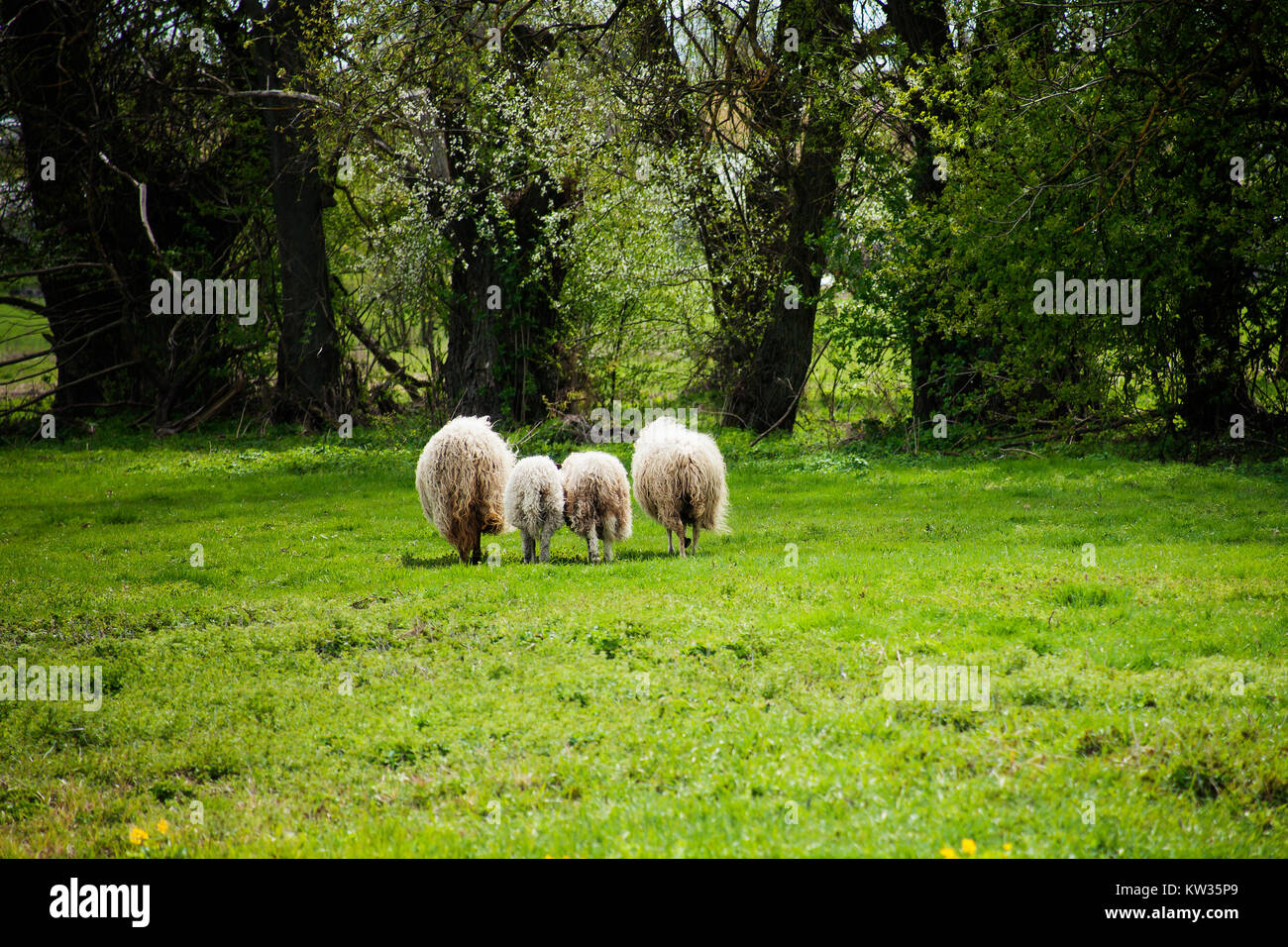 Herd of sheep walks through green meadow to trees Stock Photo - Alamy