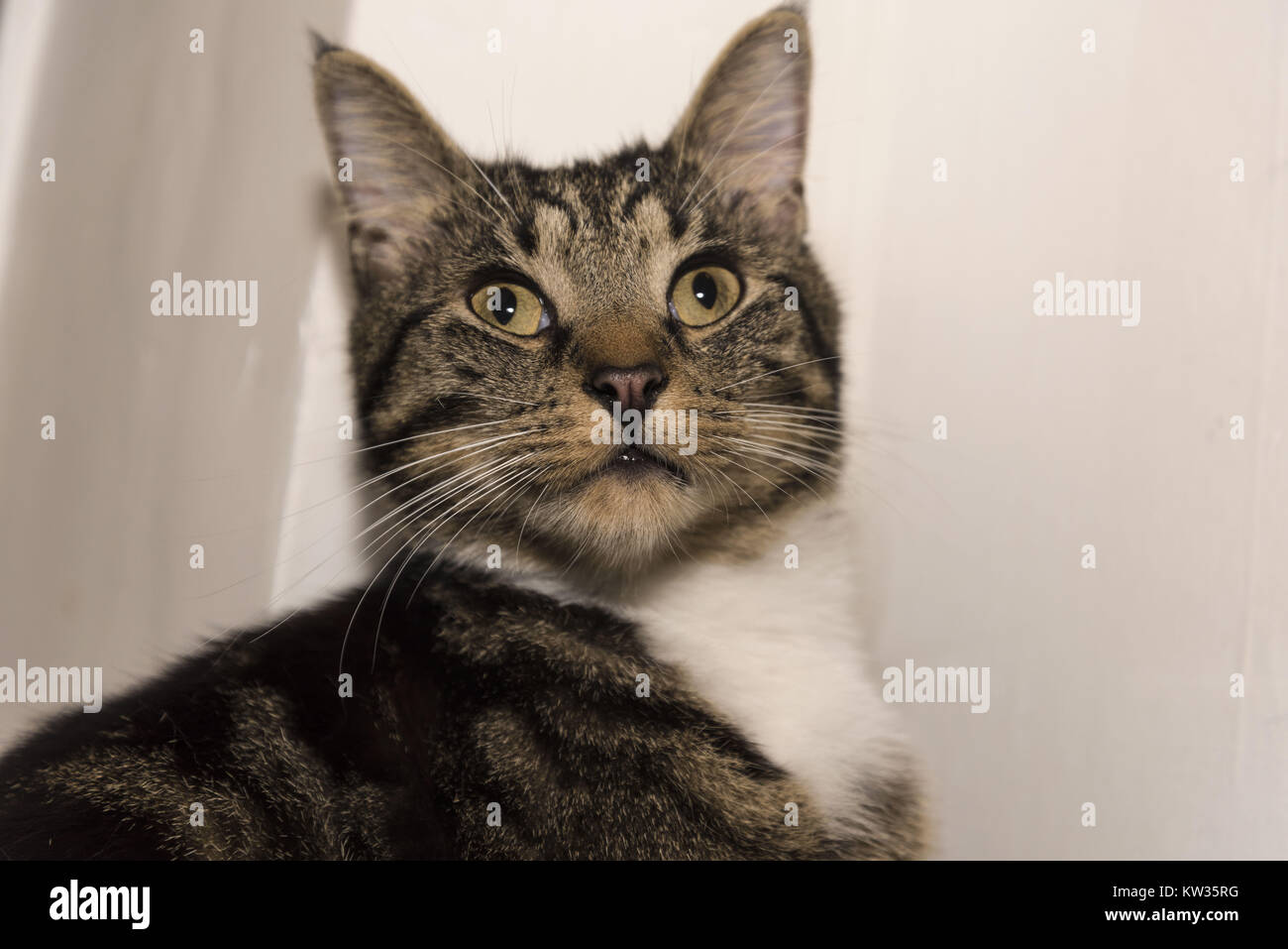 A beautiful tabby cat glaring staring at something at home with a white