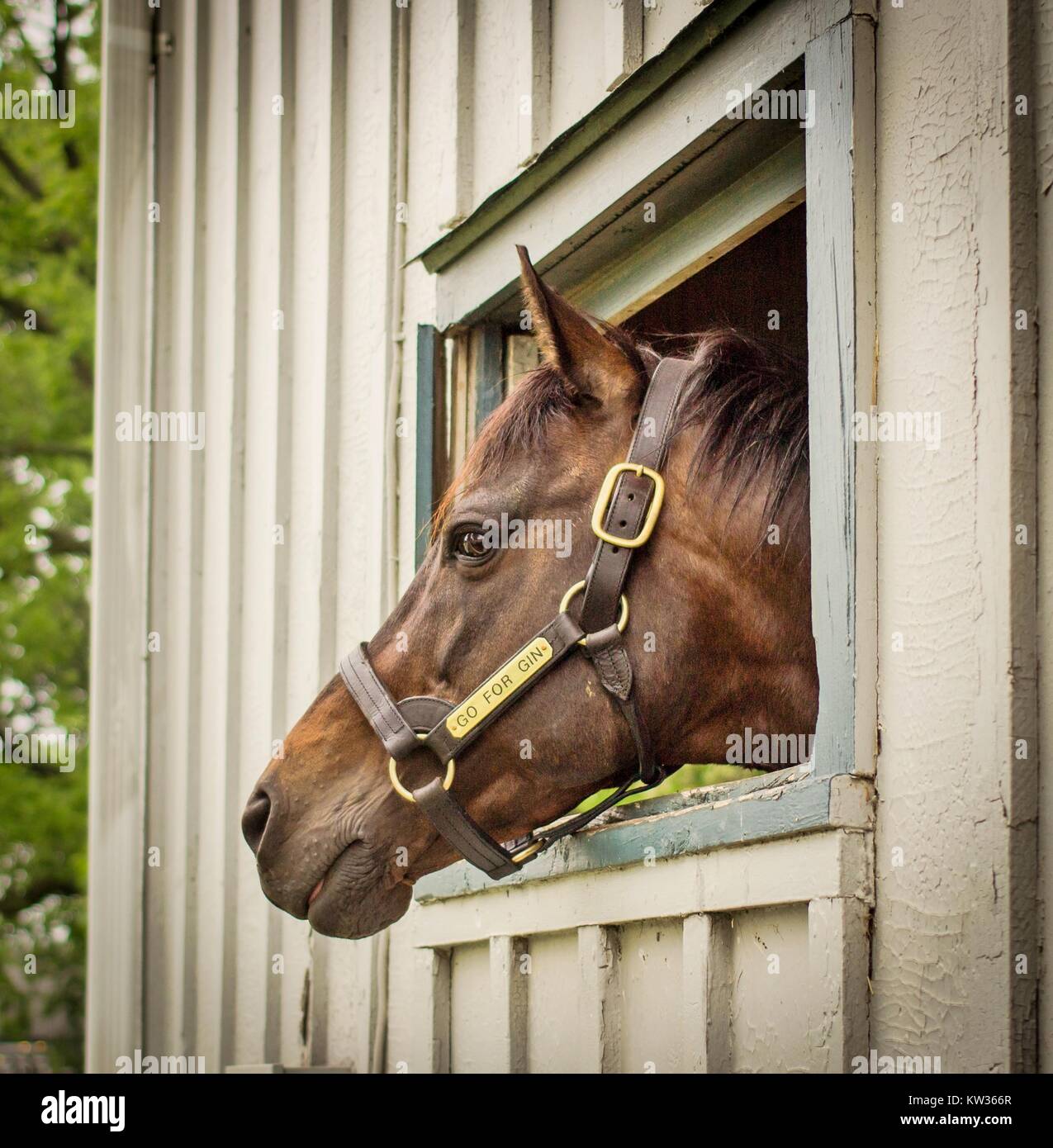 Lexington, Kentucky. USA. June 1, 2015. Winner of the 1994 Kentucky Derby, Go For Gin enjoying his retirement at the Kentucky Horse Park. Stock Photo