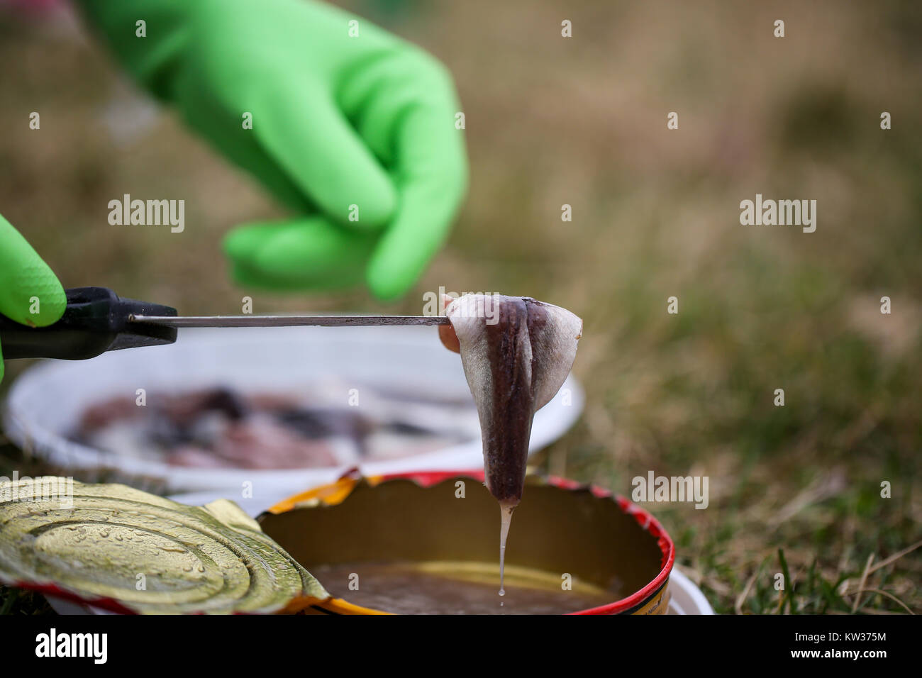 Close up of herring fillet, out of a surstromming can Stock Photo Alamy