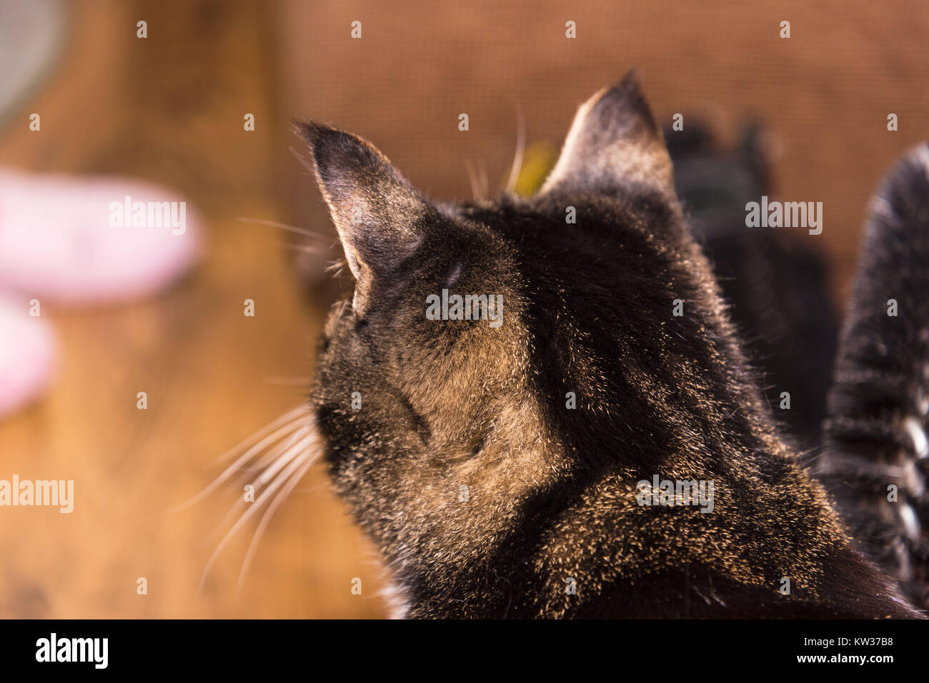 The back of a tabby cat's head looking into it's warm home surrounded by a cat scratching stick cat's toy. Stock Photo