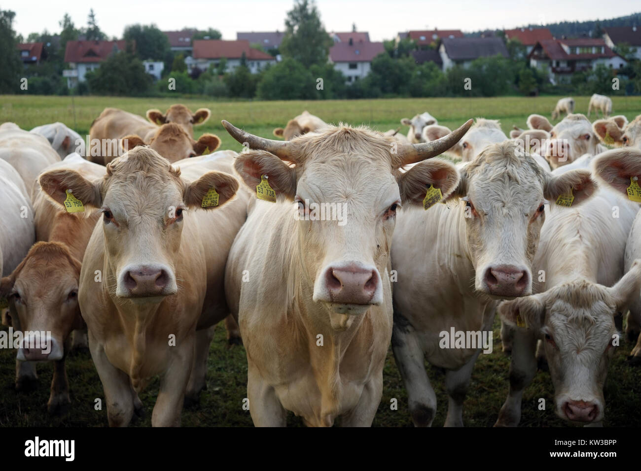 Group of looking in the camera cows near village, Germany Stock Photo ...