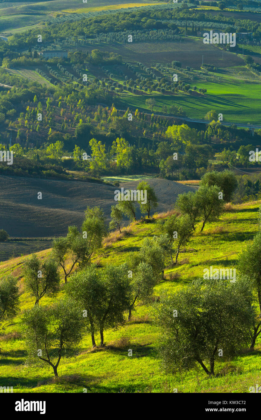 A country scene of olive trees in Tuscany, Italy. Stock Photo