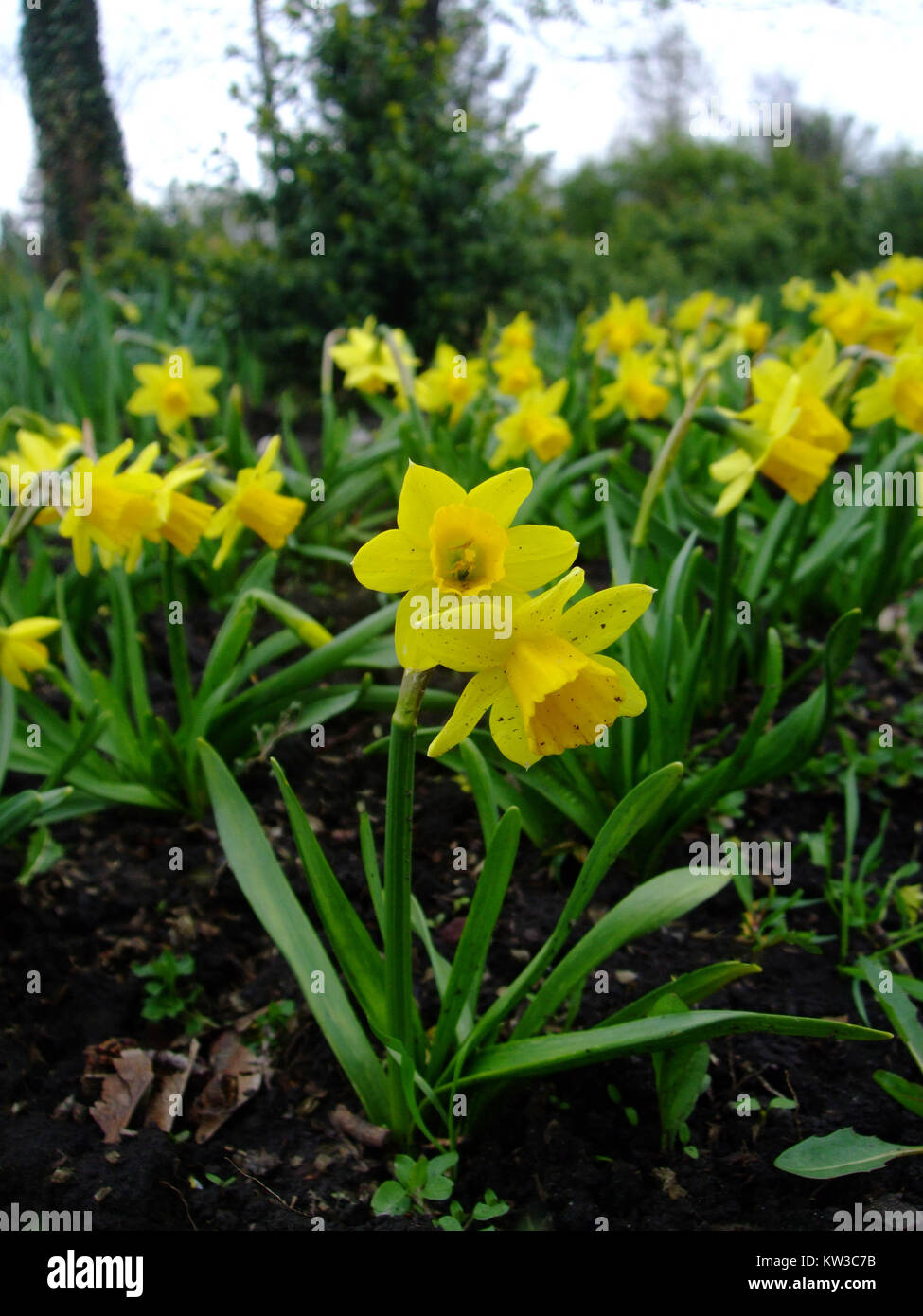 Daffodils flower grow in the botanical garden Stock Photo Alamy