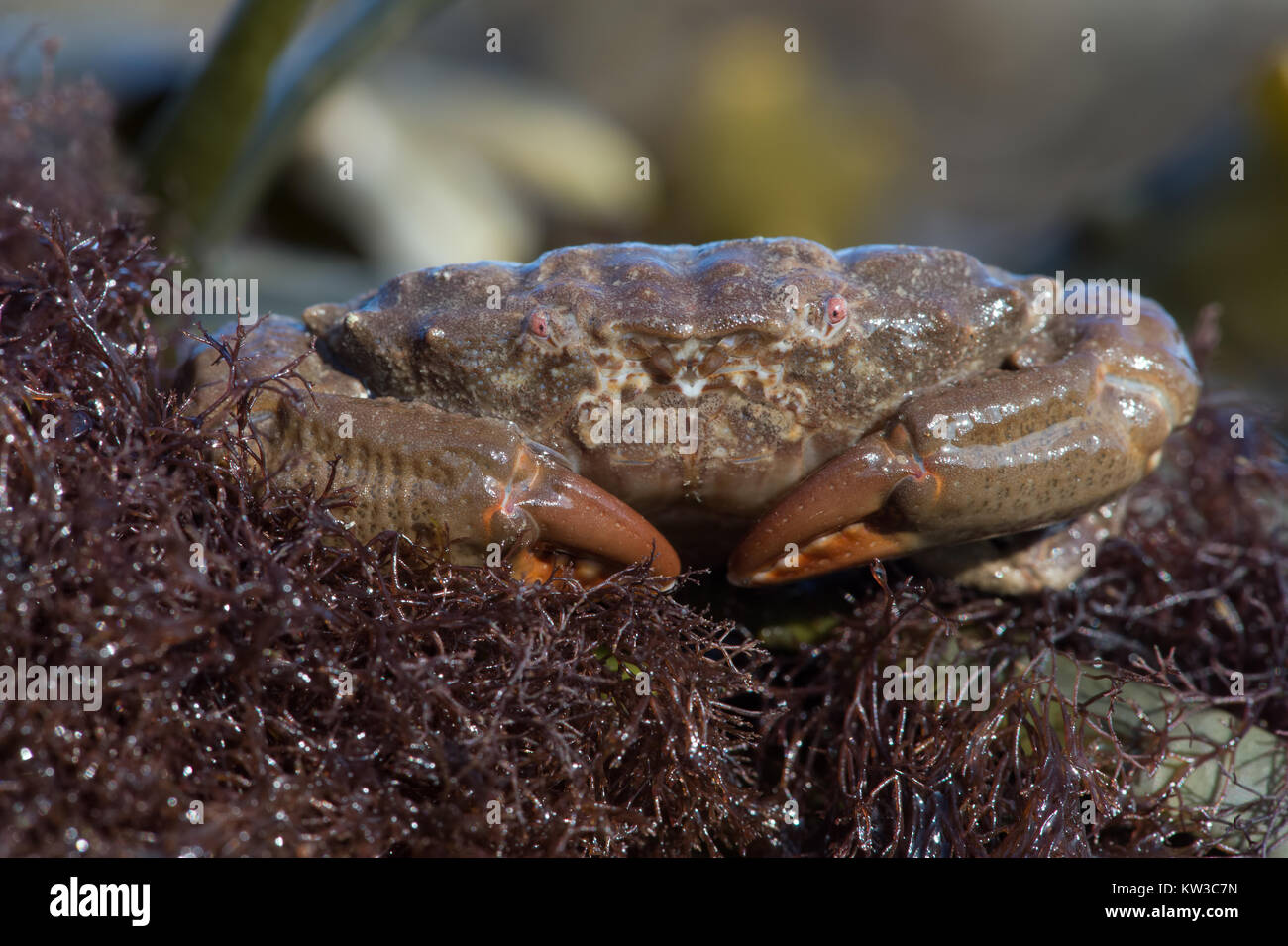 Furrowed Crab (Xantho hydrophilus) Stock Photo
