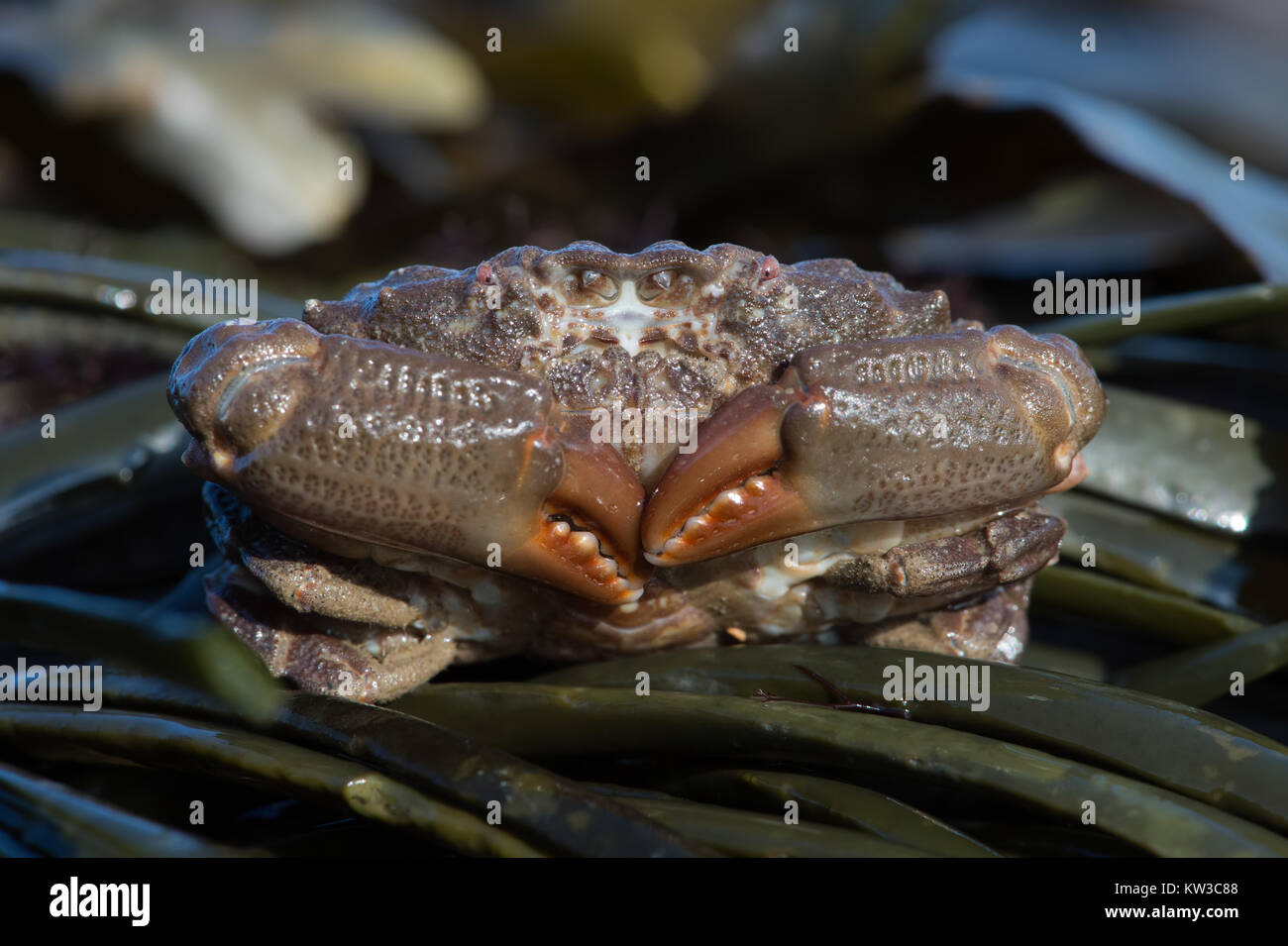 Furrowed Crab (Xantho hydrophilus) Stock Photo