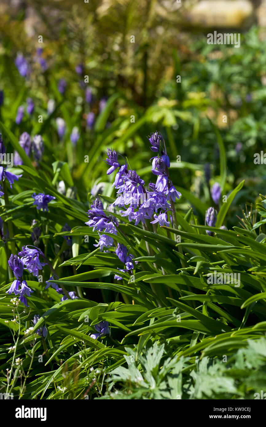 Wild Bluebells in English Garden Stock Photo - Alamy
