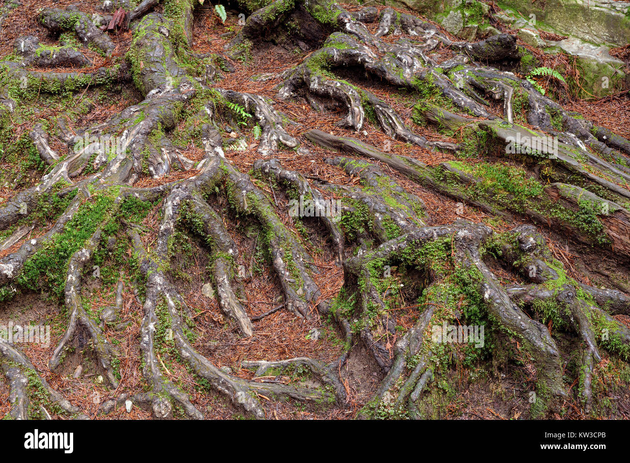 Shaping Roots Roots shaping abstract formations in Lynn Canyon Park in North ...