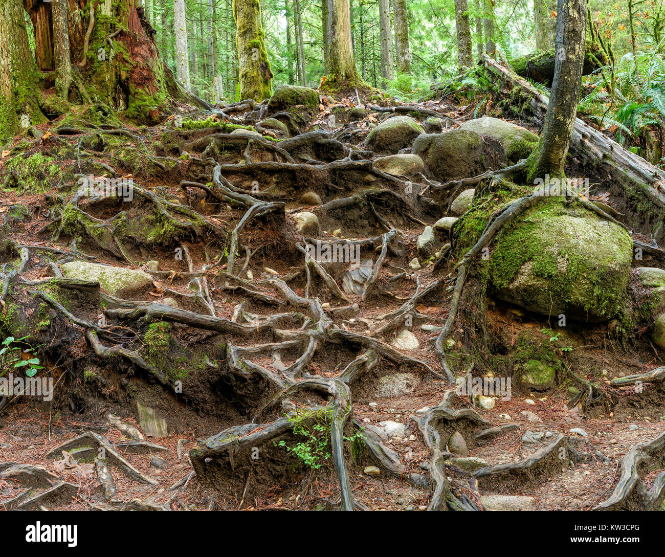Shaping Roots Roots shaping abstract formations in Lynn Canyon Park in North ...