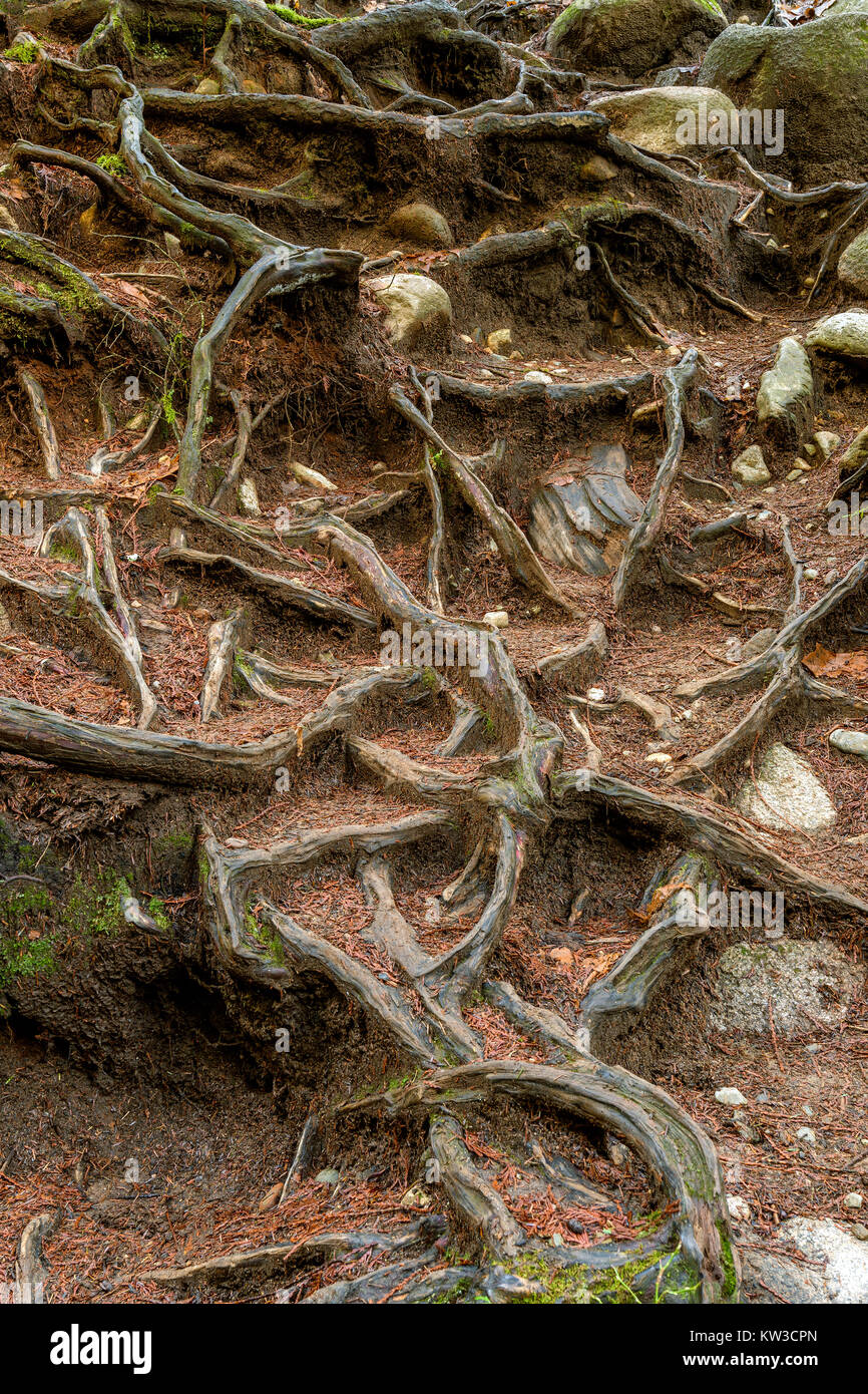 Shaping Roots Roots shaping abstract formations in Lynn Canyon Park in North ...