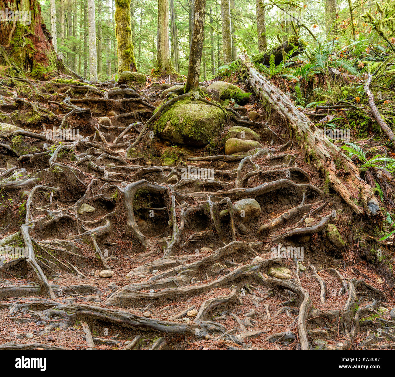 Shaping Roots Roots shaping abstract formations in Lynn Canyon Park in North ...