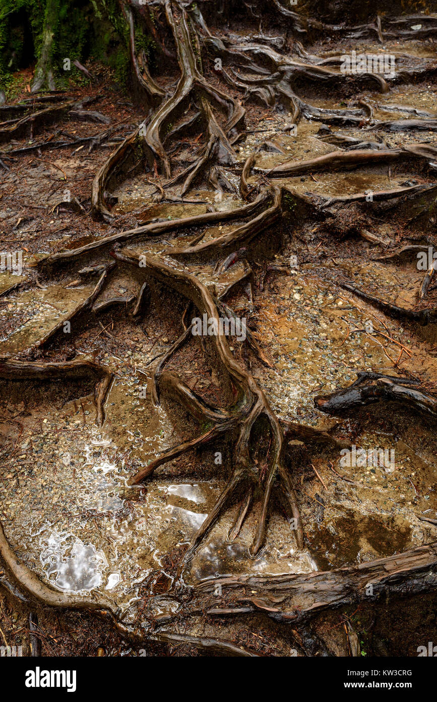 Shaping Roots Roots shaping abstract formations in Lynn Canyon Park in North ...