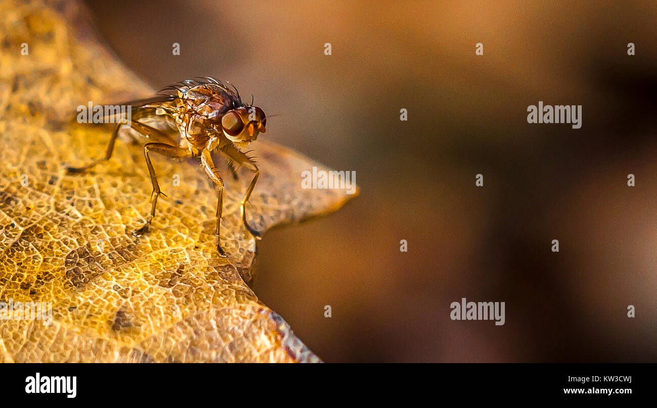 A picture of a truffle fly , Provence, France Stock Photo
