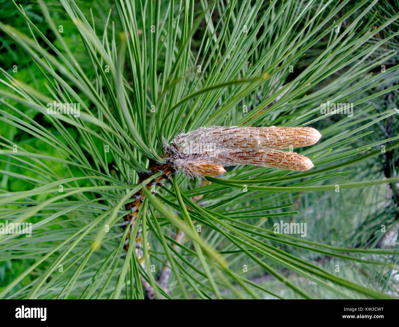 Branch of a green Christmas tree with cones Stock Photo - Alamy