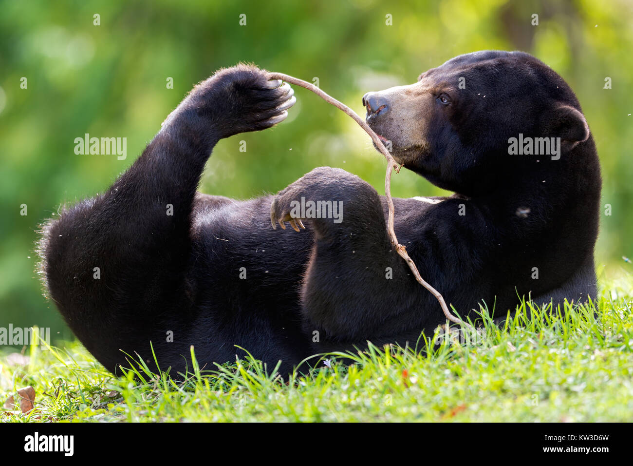 Malayan sun bear (Helarctos malayanus) laying on its back and playing Stock Photo