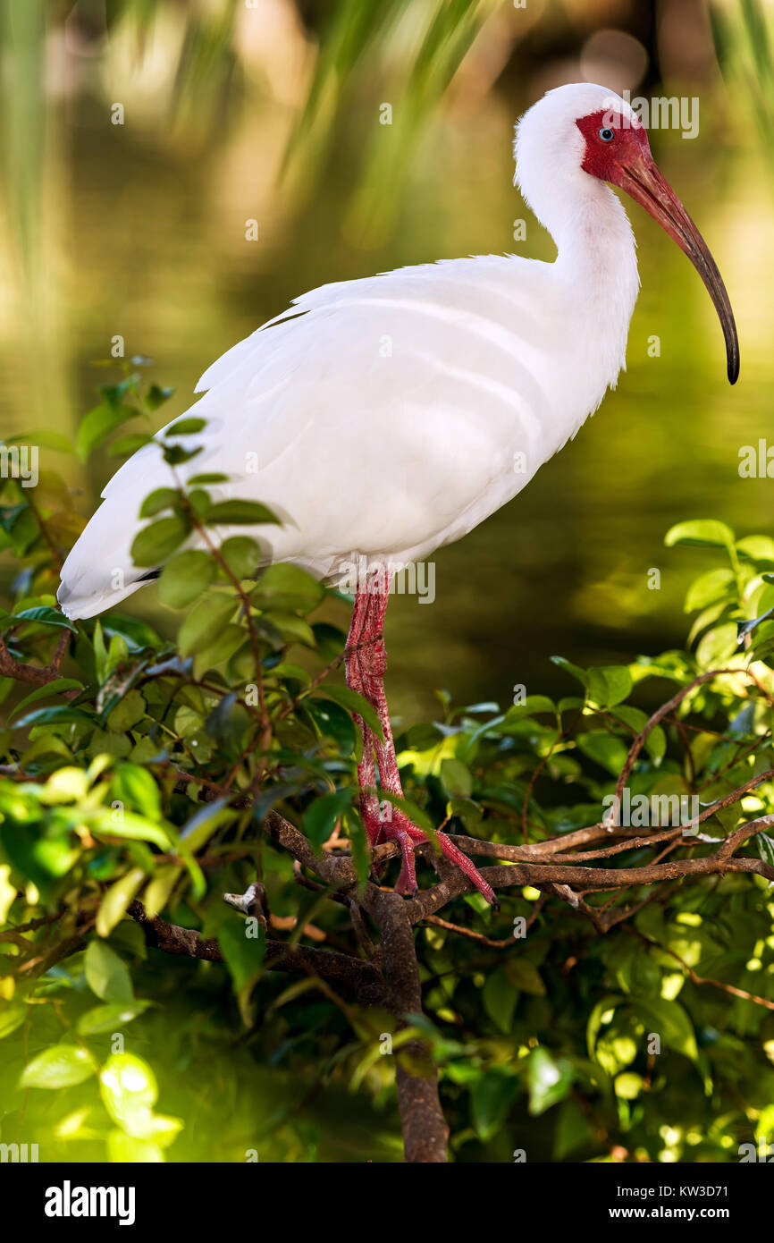 White Ibis (Eudocimus albus), Everglades National Park, Florida Stock Photo