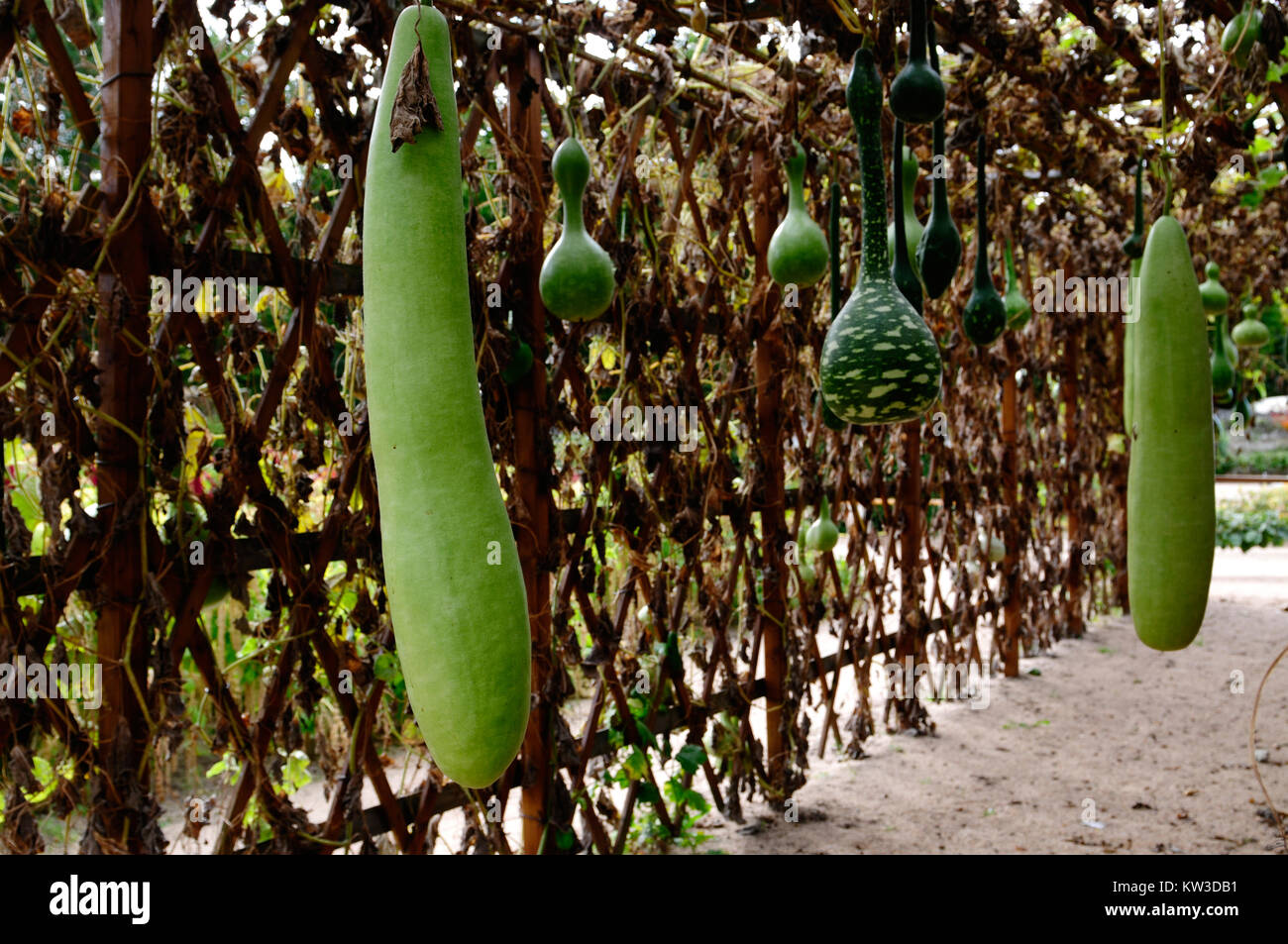 Bottle Gourds Lagenaria siceraria hanging from the tree Stock Photo