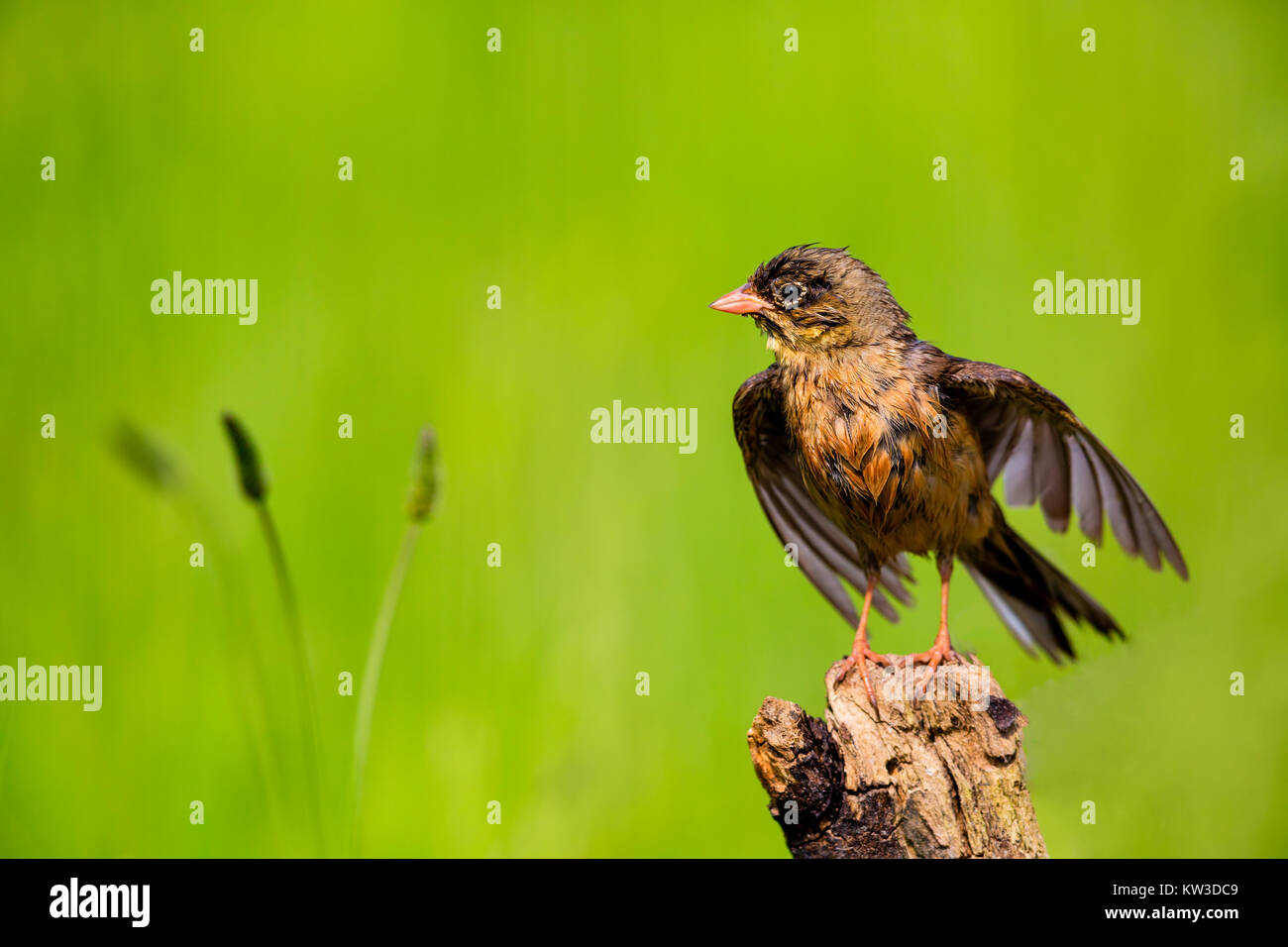 Fettammer hi-res stock photography and images - Alamy