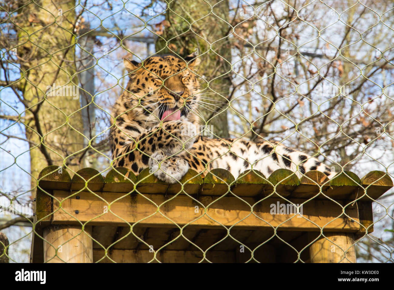Amur leopard (Panthera pardus orientalis) at Marwell Zoo, UK Stock Photo