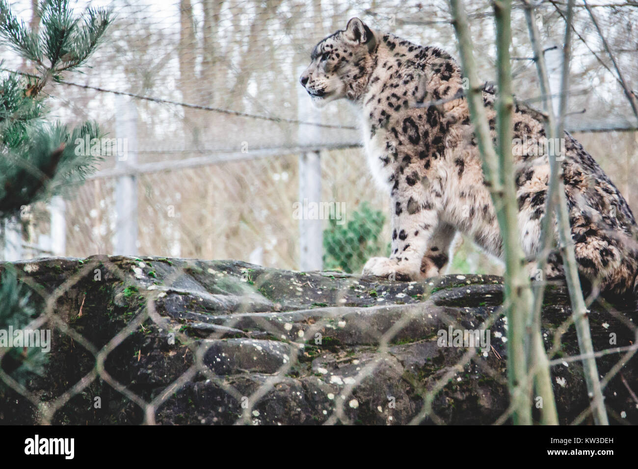 Snow leopard (Panthera uncia) ounce at Marwell Wildlife Zoo, UK Stock