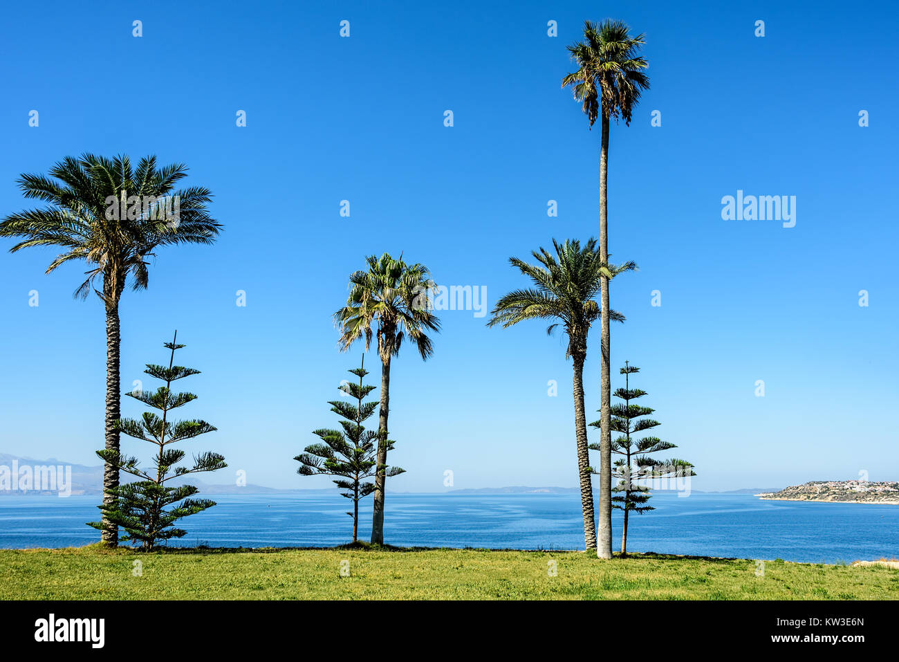 Palm trees under clear blue skies on a field covered with green grass ...