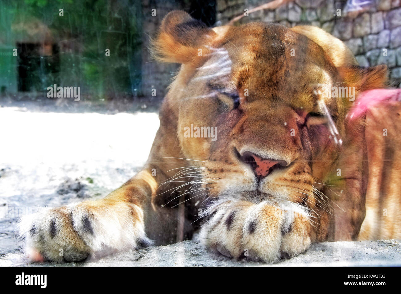 Sleeping lioness through the glass in the zoo Stock Photo