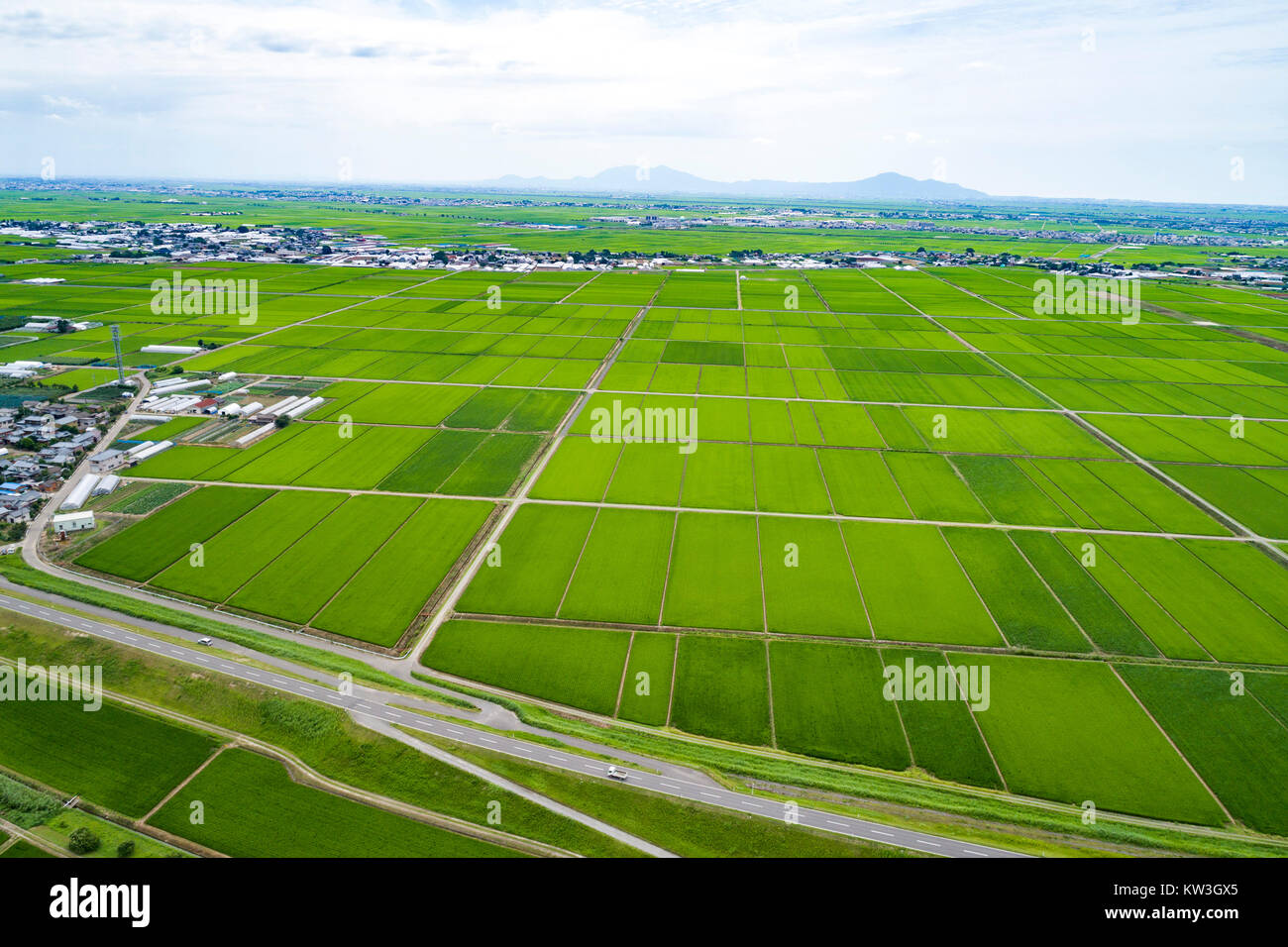 Rice Field, MinamiKu, Niigata City, Niigata Prefecture, Japan Stock