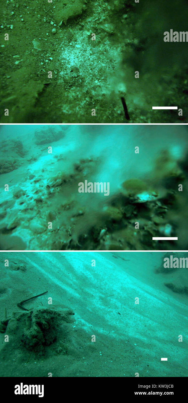 Biofilm formation hi-res stock photography and images - Alamy