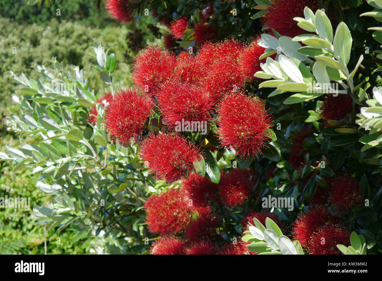 The Red Flowers of the Metrosideros Robusta Tree in Full Sun grown in the Abbey Gardens, Tresco Island, Isles of Scilly, Cornwall, UK Stock Photo