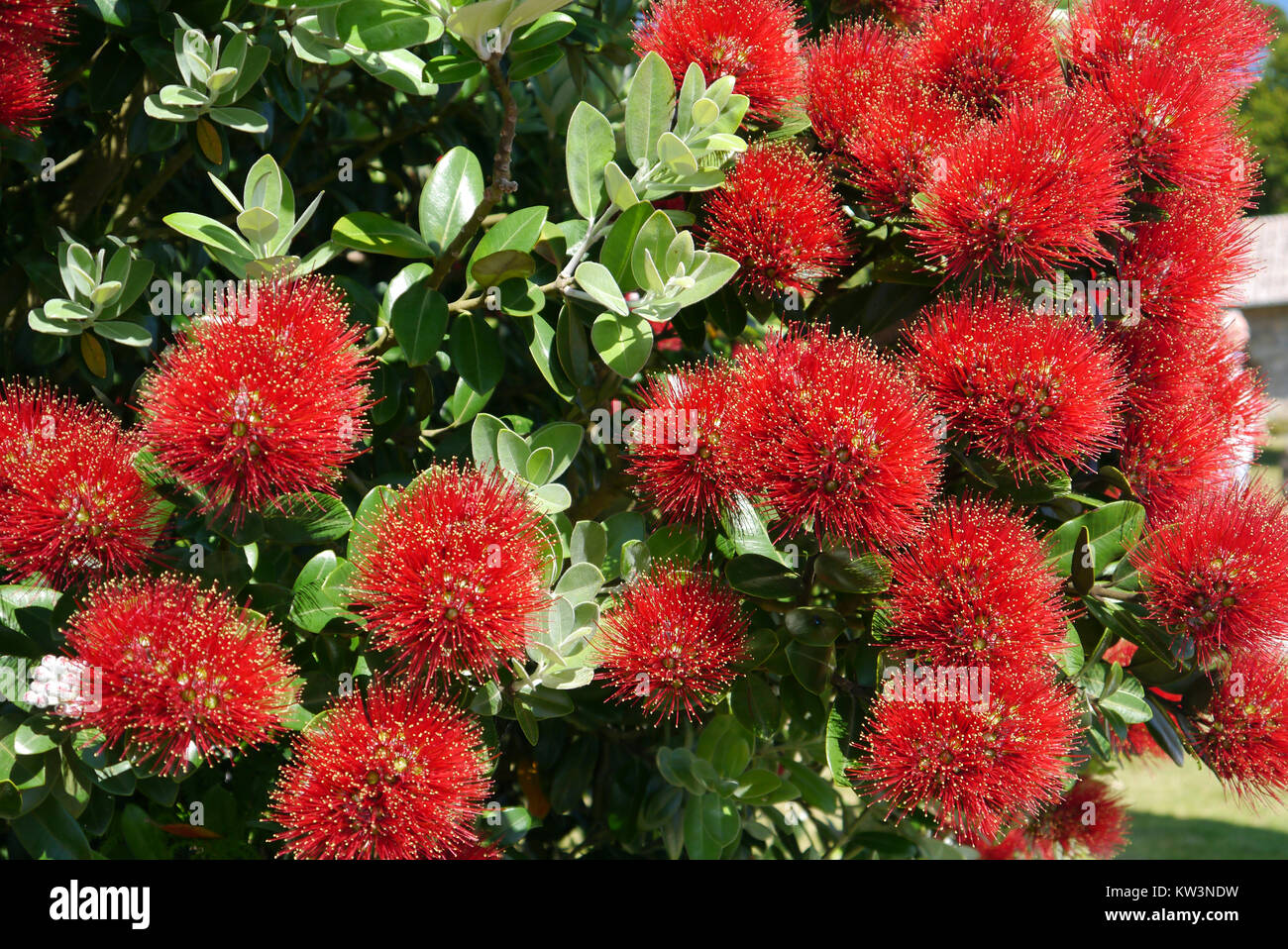 The Red Flowers of the Metrosideros Robusta Tree in Full Sun grown in the Abbey Gardens, Tresco Island, Isles of Scilly, Cornwall, UK Stock Photo