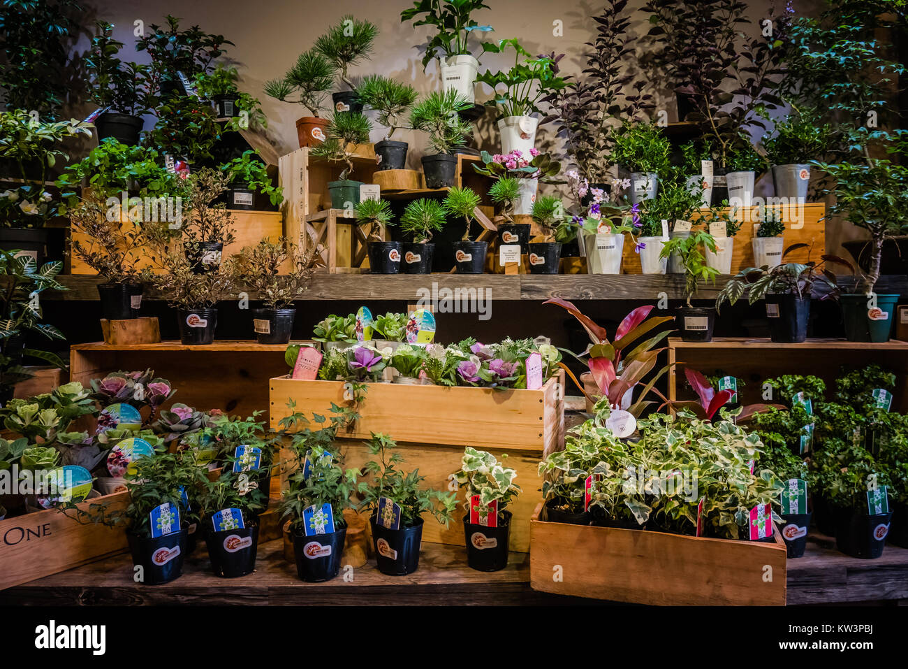 hong kong flower market Stock Photo Alamy
