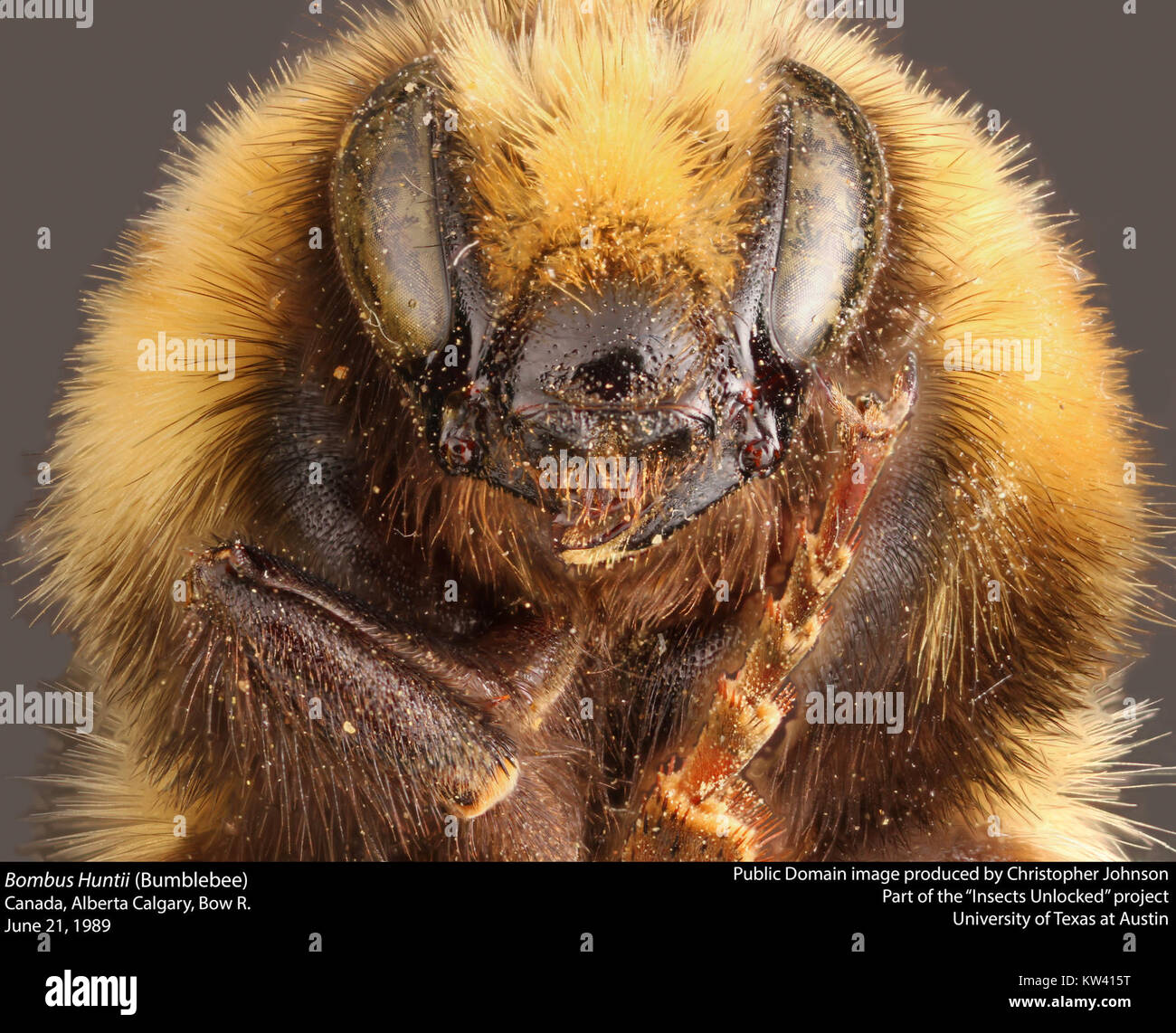 Bombus Huntii (Bumblebee) (21252470803 Stock Photo - Alamy