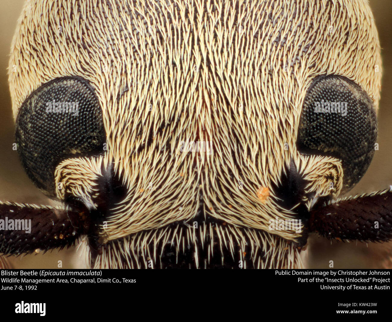 Epicauta immaculata hires stock photography and images Alamy