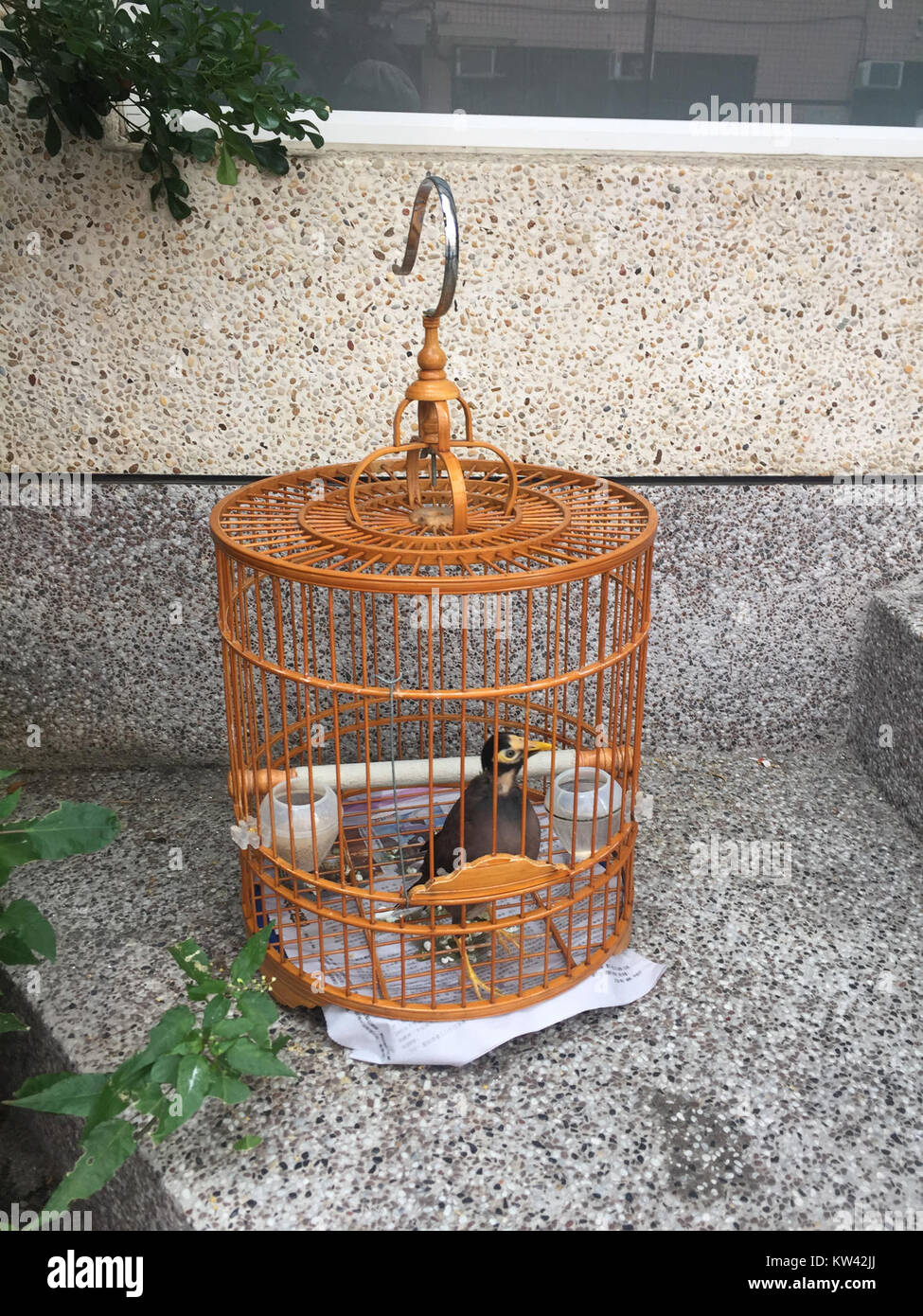 A birdcage placed on an apartment staircase, showcasing a common home ... - Apartment Bird Caging Options With Trellises