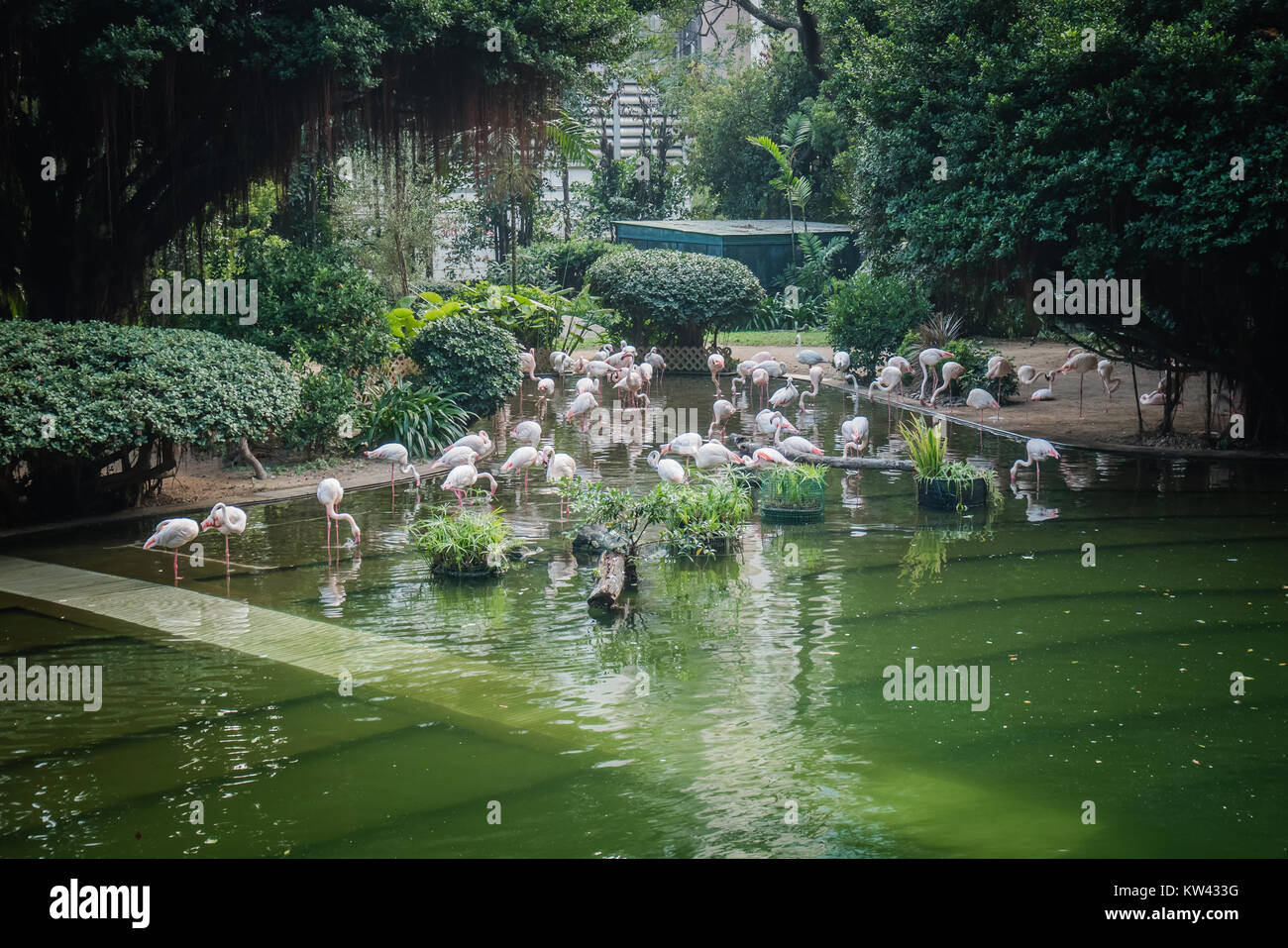 kowloon park flamingos Stock Photo