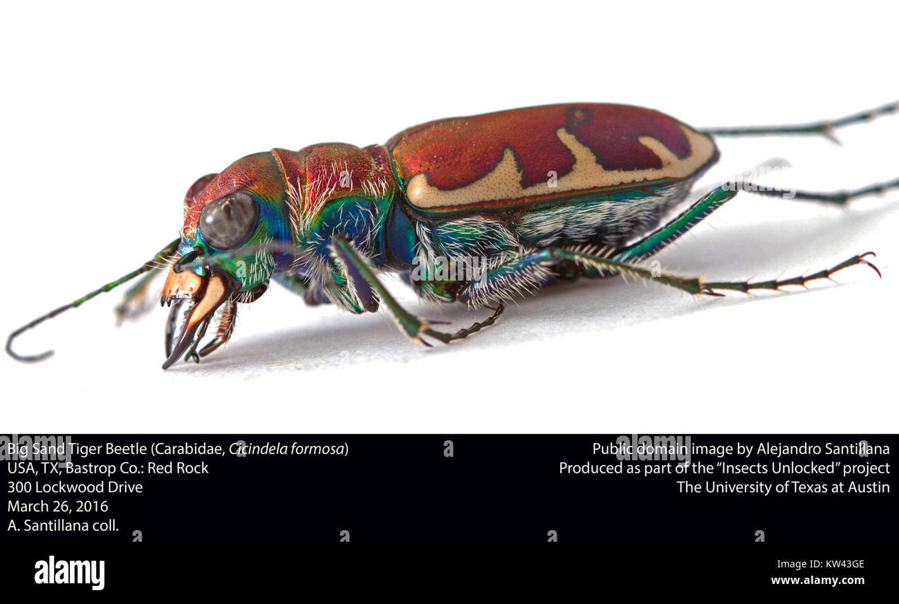Big Sand Tiger Beetle (Carabidae, Cicindela formosa) (26049181872) Stock Photo