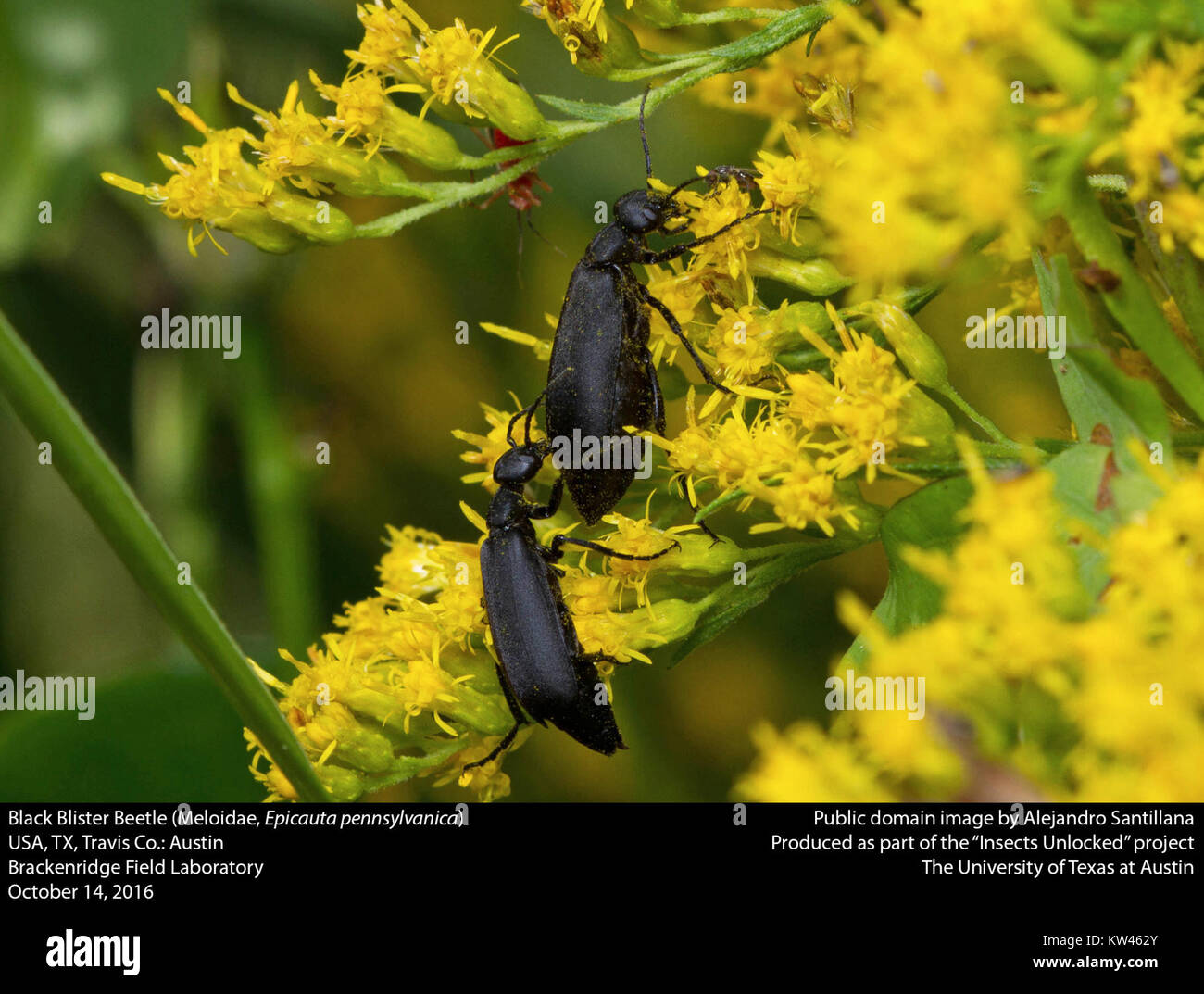Epicauta pennsylvanica hi-res stock photography and images - Alamy