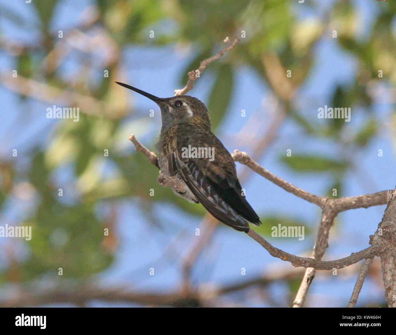 Striking Throat Patterns Hi res Stock Photography And Images Alamy striking-throat-patterns-hi-res-stock-photography-and-images-alamy