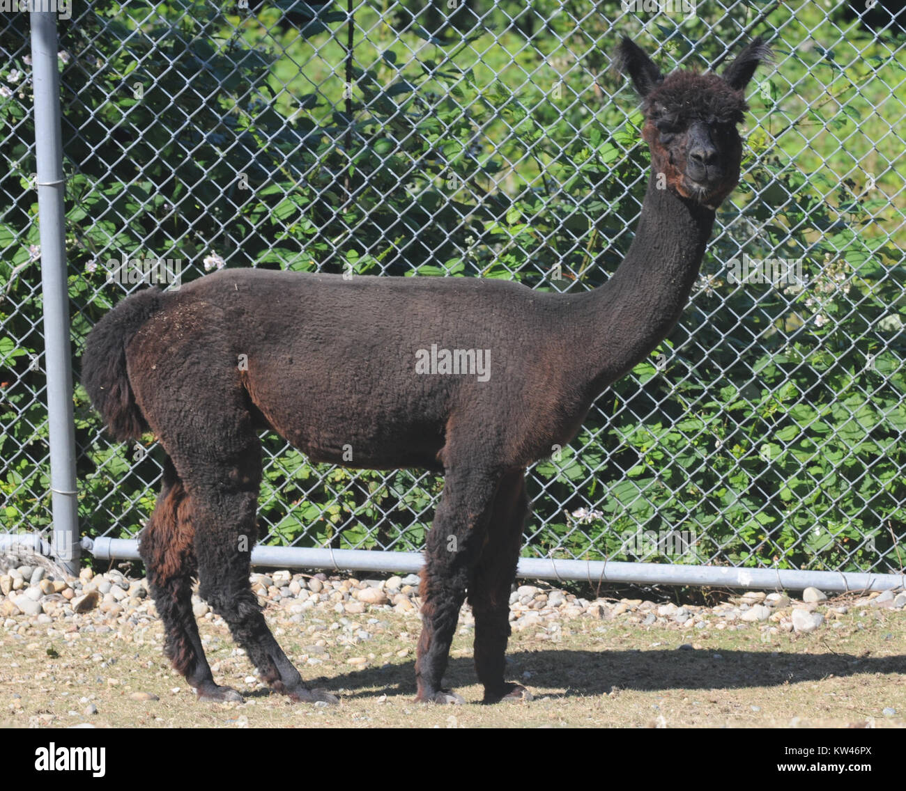Black Alpaca Profile At Cougar Mountain Zoological Park Stock Photo Alamy