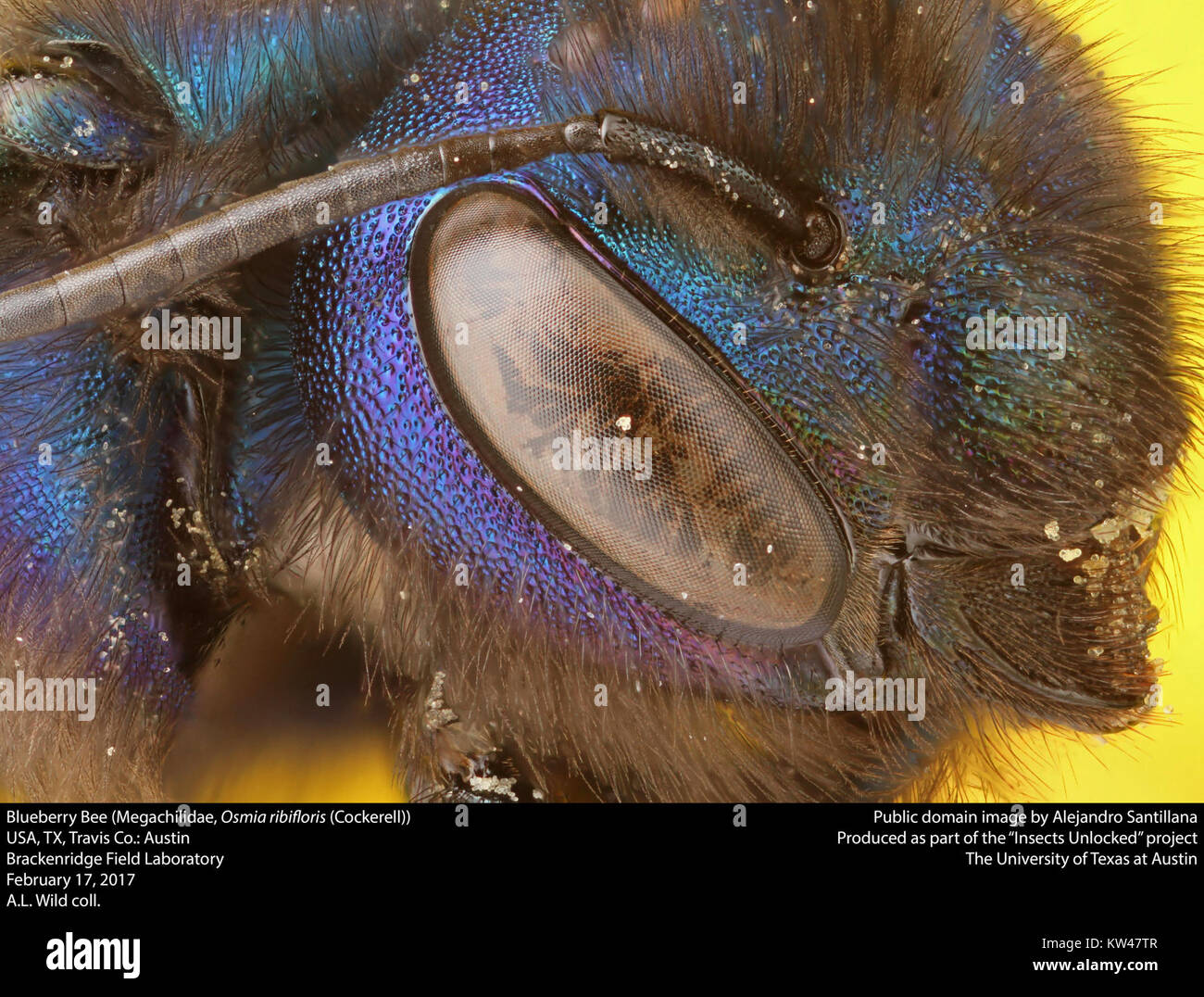 Blueberry Bee (Megachilidae, Osmia rubifloris (Cockerell) (33347897275) Stock Photo