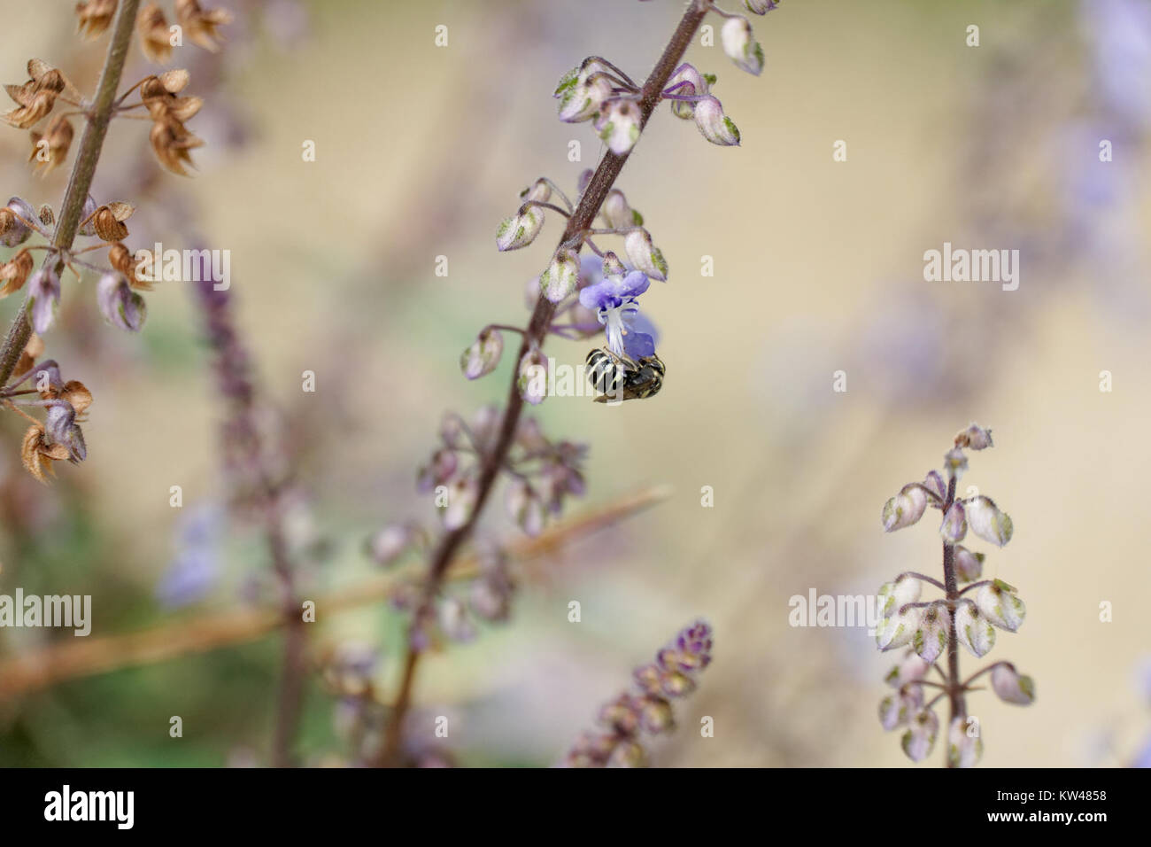 A photograph titled 'Black, white, purple (34425089982)', capturing a composition of black, white, and purple elements, showcasing the interplay of these colors in a visually striking manner. Stock Photo
