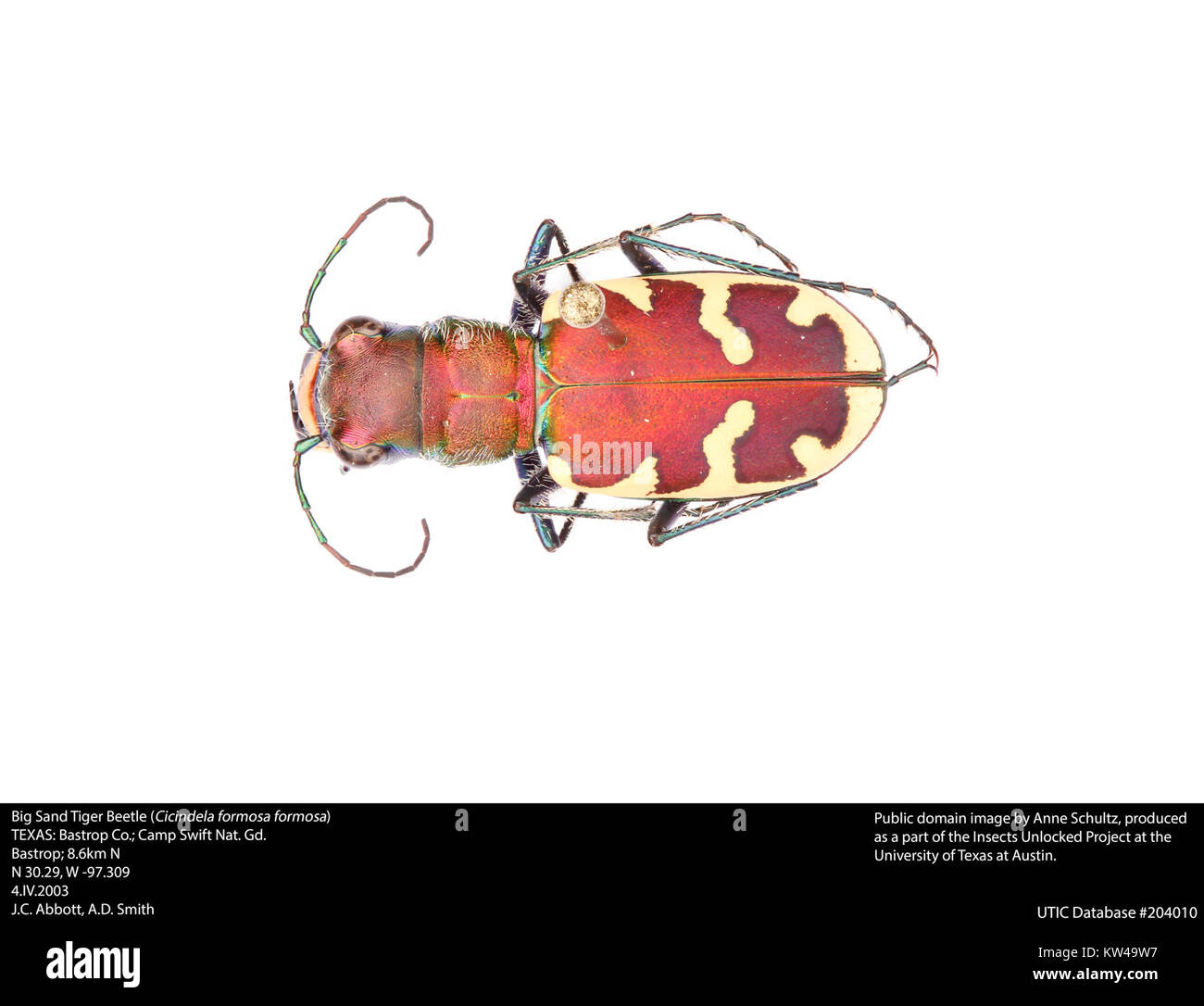 Big Sand Tiger Beetle; Cicindela formosa formosa (34359753804) Stock Photo