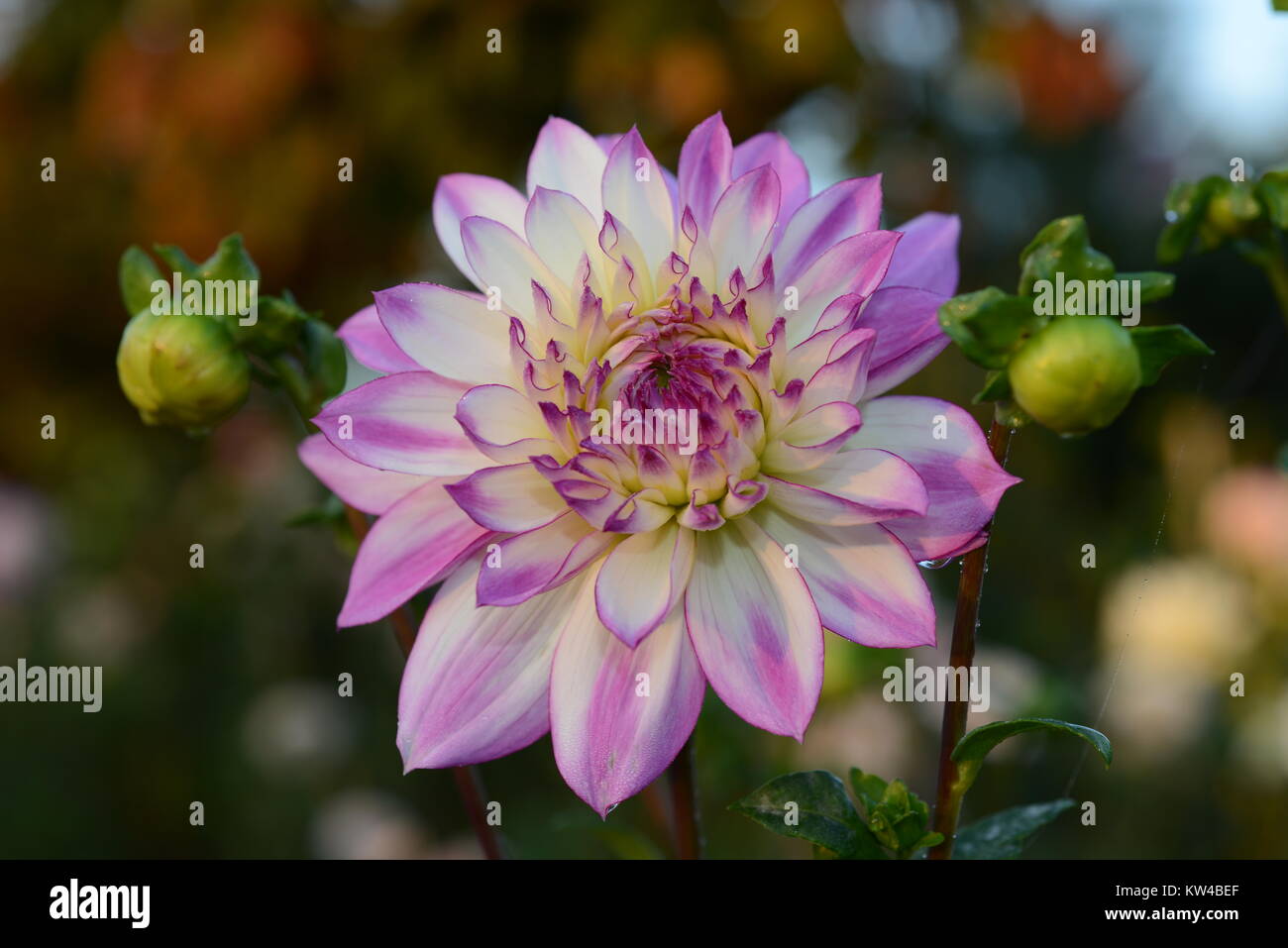 Dahlia Is A Genus Of Bushy Tuberous Herbaceous Perennial Plants dahlia-is-a-genus-of-bushy-tuberous-herbaceous-perennial-plants