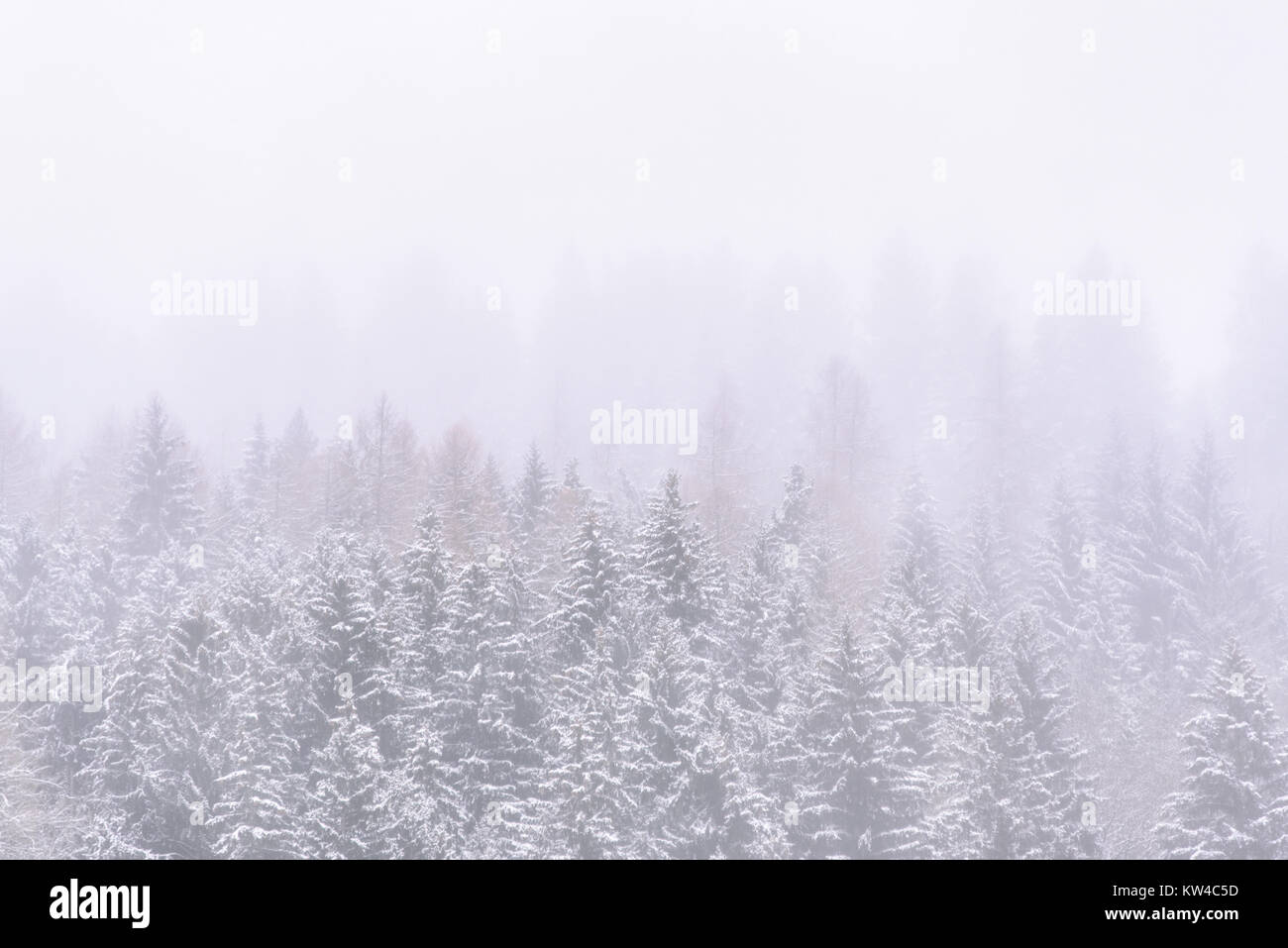 pine trees covered with snow and fog, white winter background Stock ...