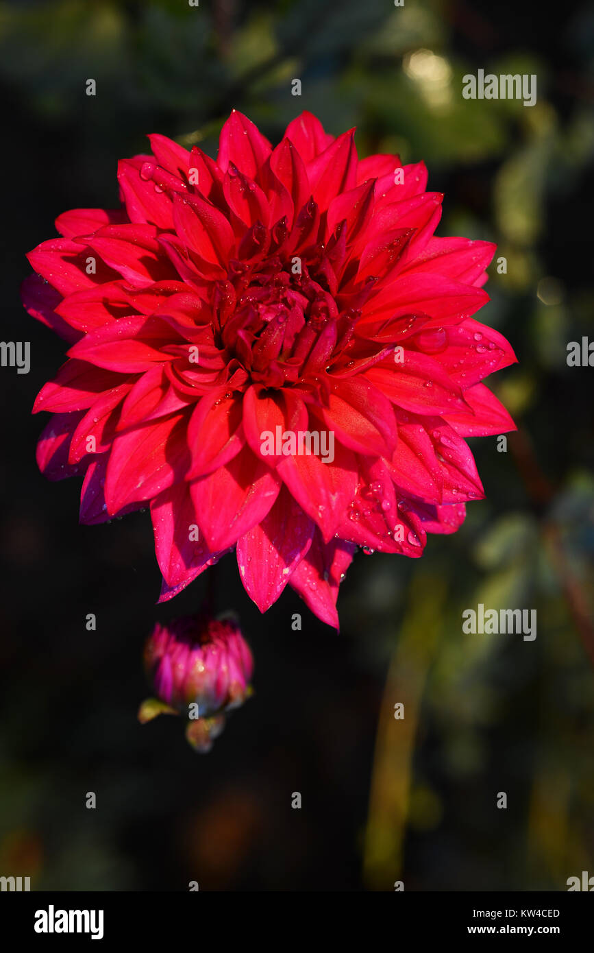 Dahlia Is A Genus Of Bushy Tuberous Herbaceous Perennial Plants dahlia-is-a-genus-of-bushy-tuberous-herbaceous-perennial-plants